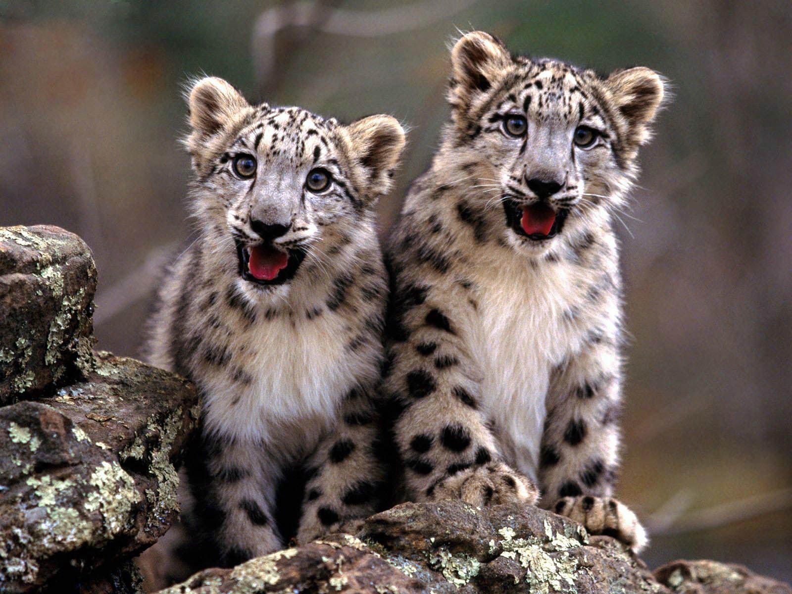 Snow Leopard Desktop and Mobile Wallpaper