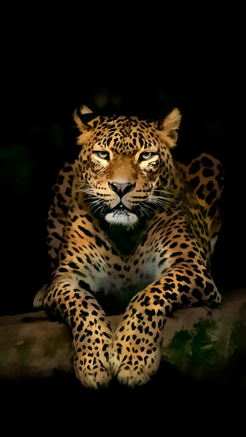 Leopard iPhone Wallpaper