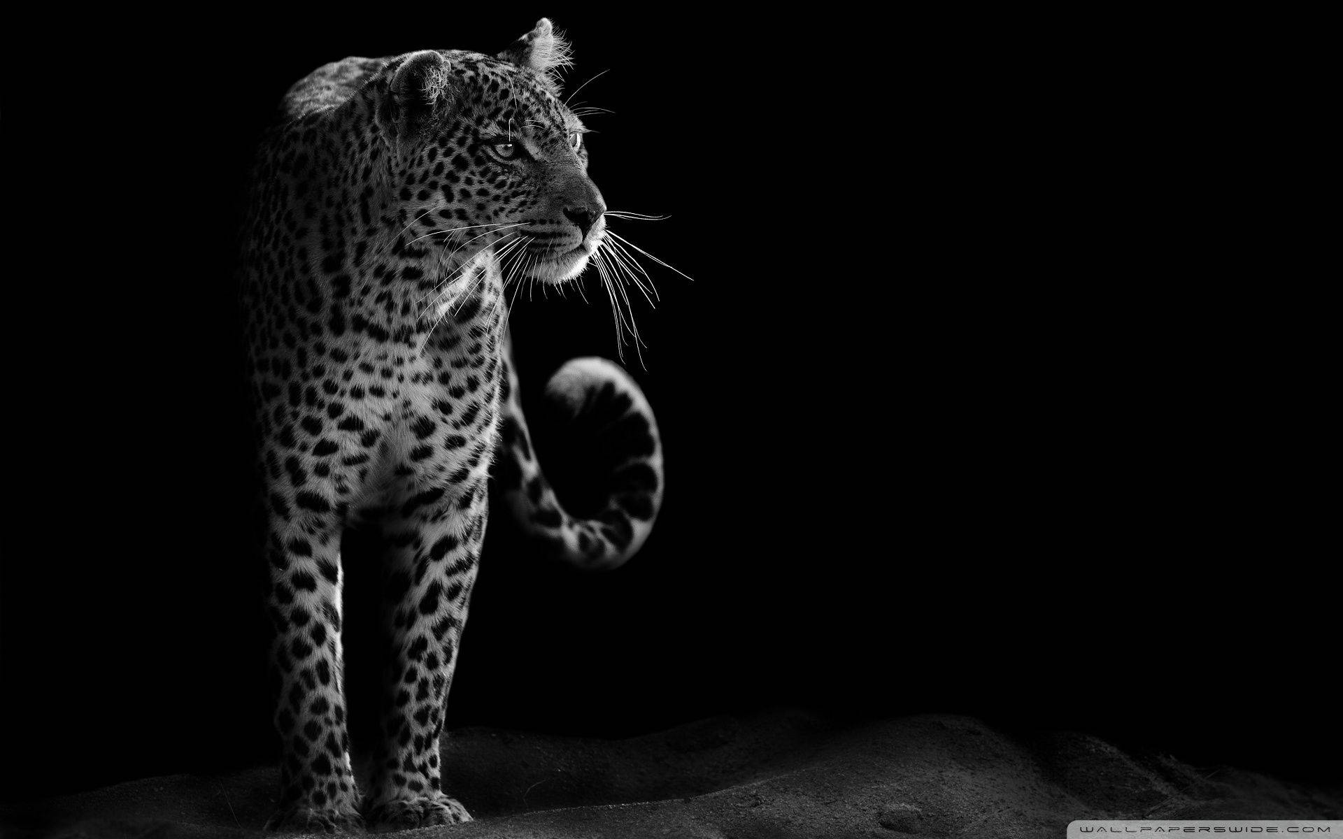 Download Leopard Wallpaper