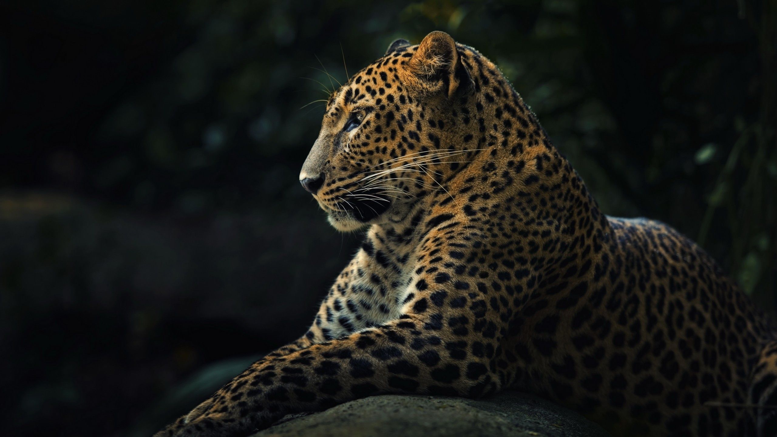 Animal Leopard HD Wallpaper