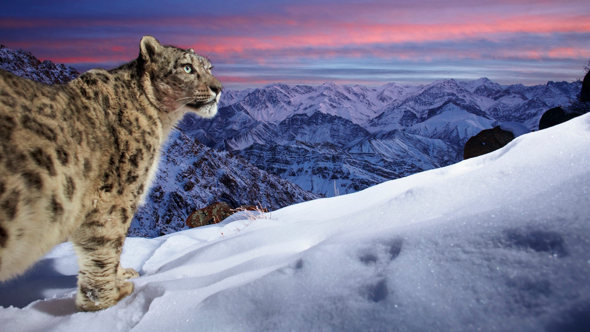 Wildlife Photographer of the Year: See winning snow leopard image