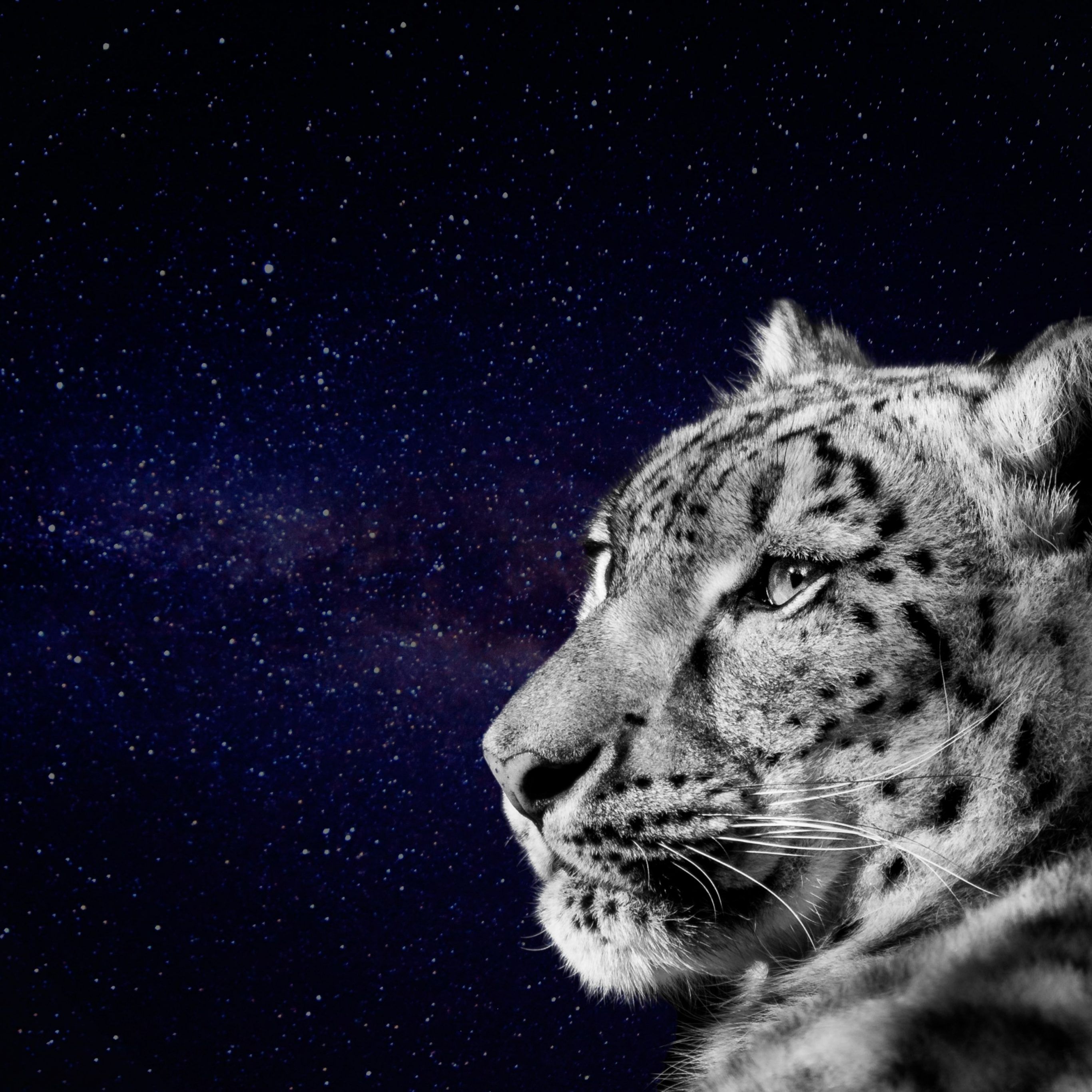 Snow Leopard Face Looking Dark Night Galaxy iPad Wallpaper iPad Wallpaper 4k iPad Wallpaper 5k free download iPad Pro, iPad Mini, iPad Air, iOS, iPadOS, Parallax, iPad retina Wallpaper