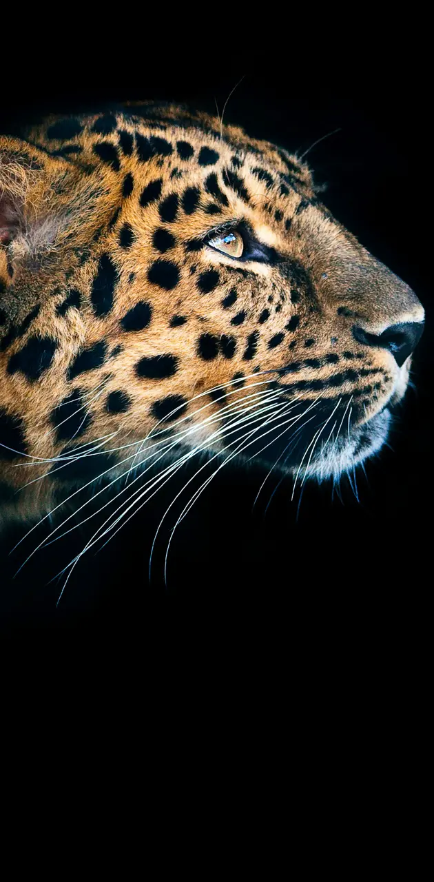 LEOPARD FACE wallpaper