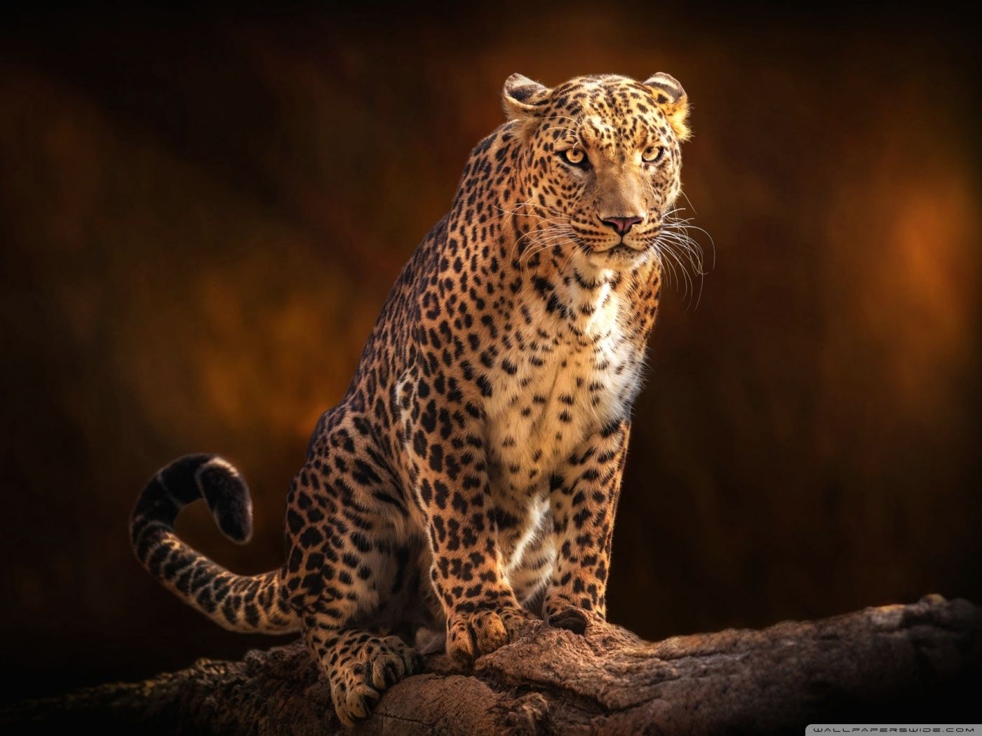 Beautiful Leopard Animal Ultra HD Desktop Background Wallpaper for 4K UHD TV : Widescreen & UltraWide Desktop & Laptop : Tablet