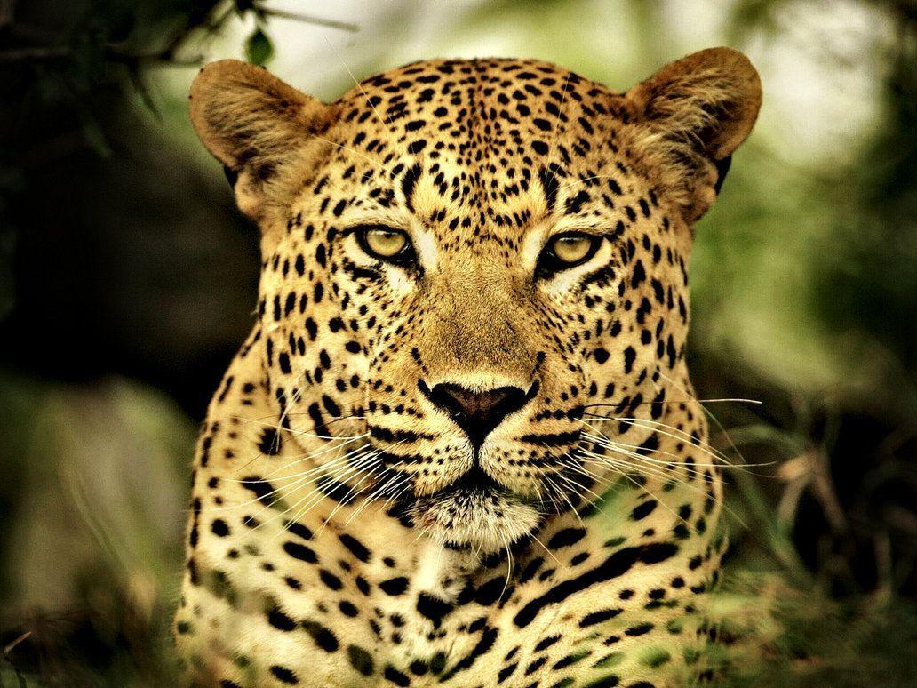 Animal Leopard Wallpaper Free Animal Leopard Background