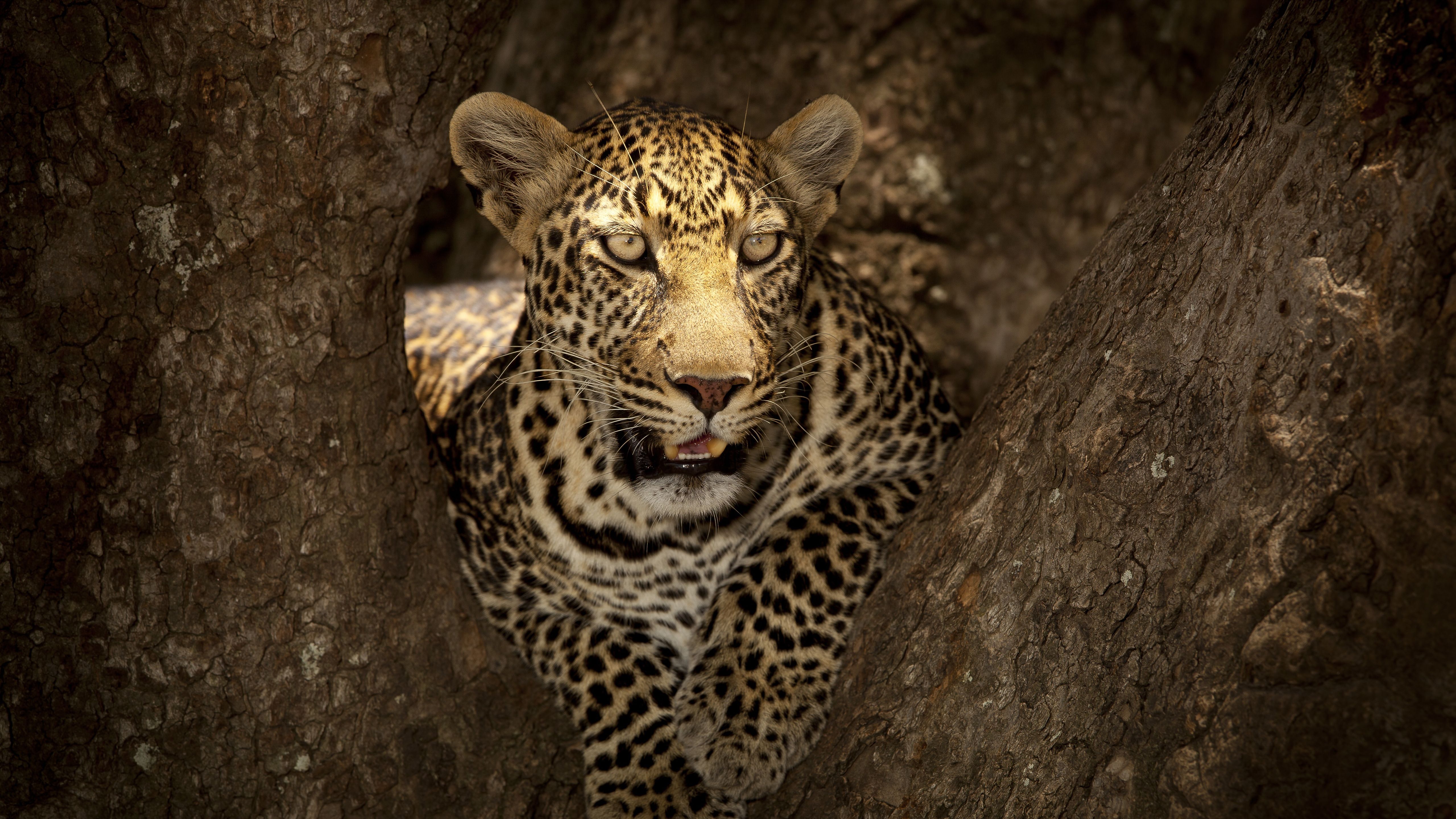 Closeup View Of Leopard On Tree Trunk 4K 5K HD Leopard Wallpaper