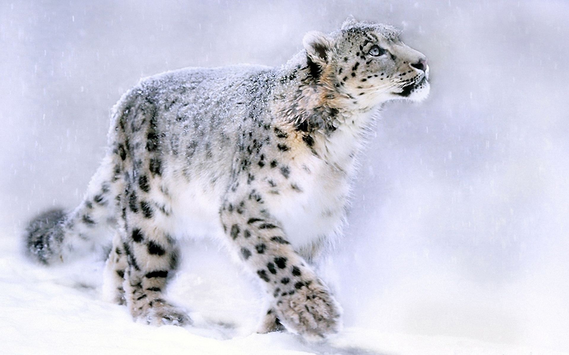 White Leopard Wallpaper, Image, Picture, Photos, HD Wallpaper. Snow leopard, Snow leopard tattoo, Leopard wallpaper