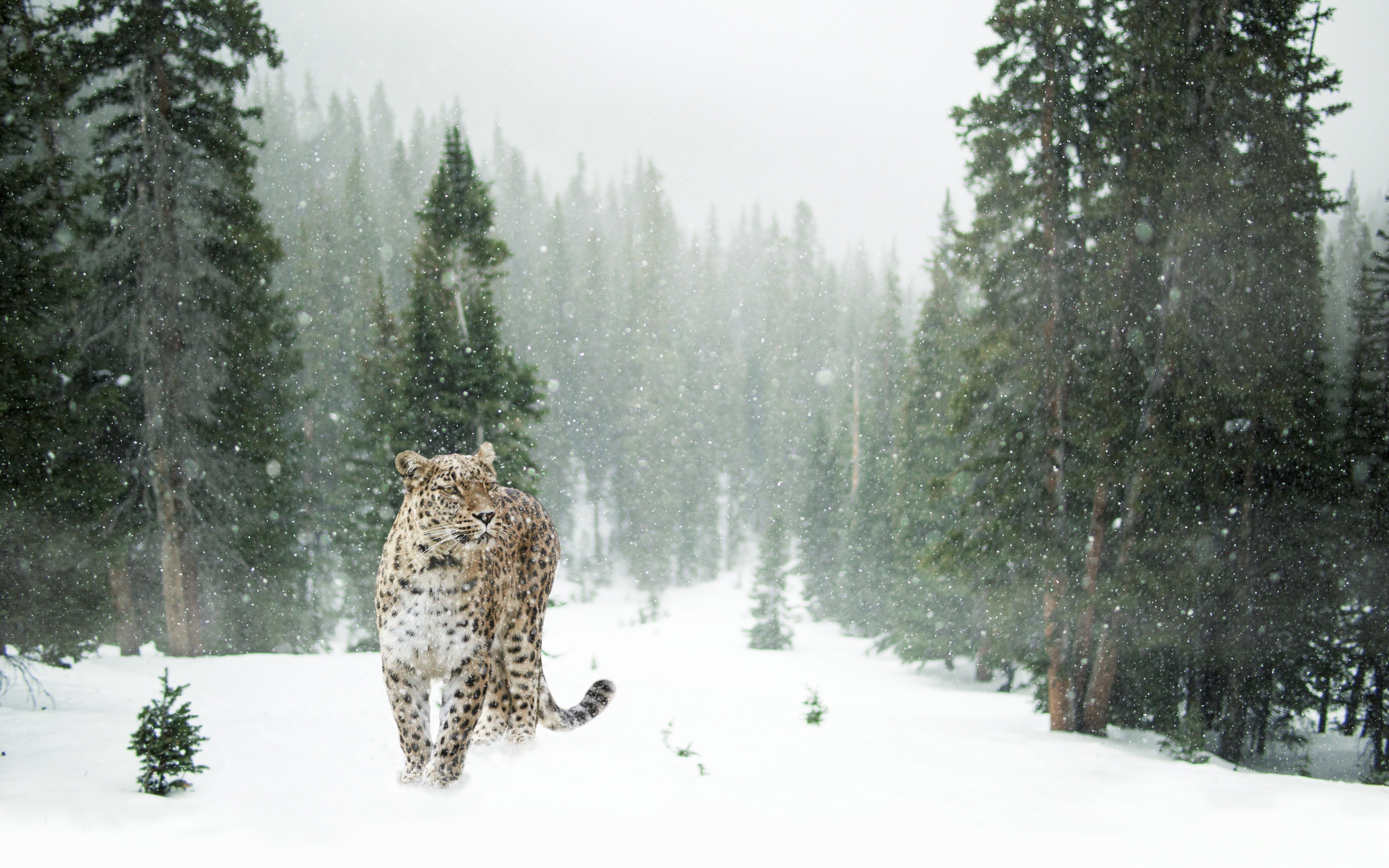 Snow Leopard Photo, Download The BEST Free Snow Leopard & HD Image