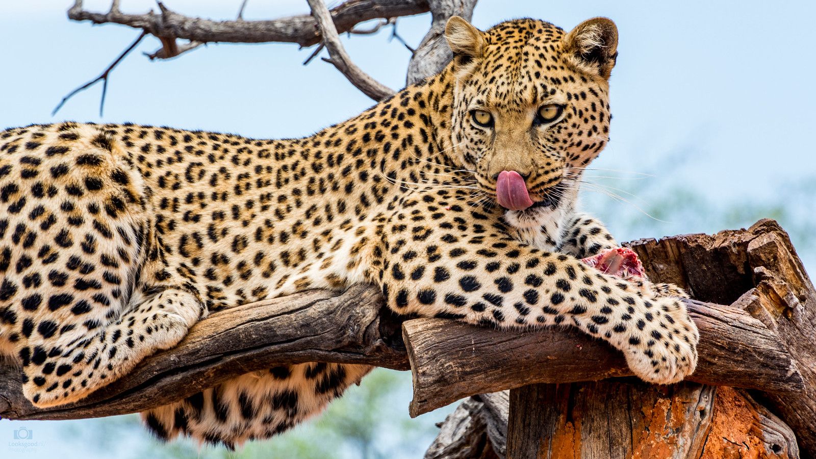 Leopard Namibia 4K Wallpaper / Desktop Background. Wallpape