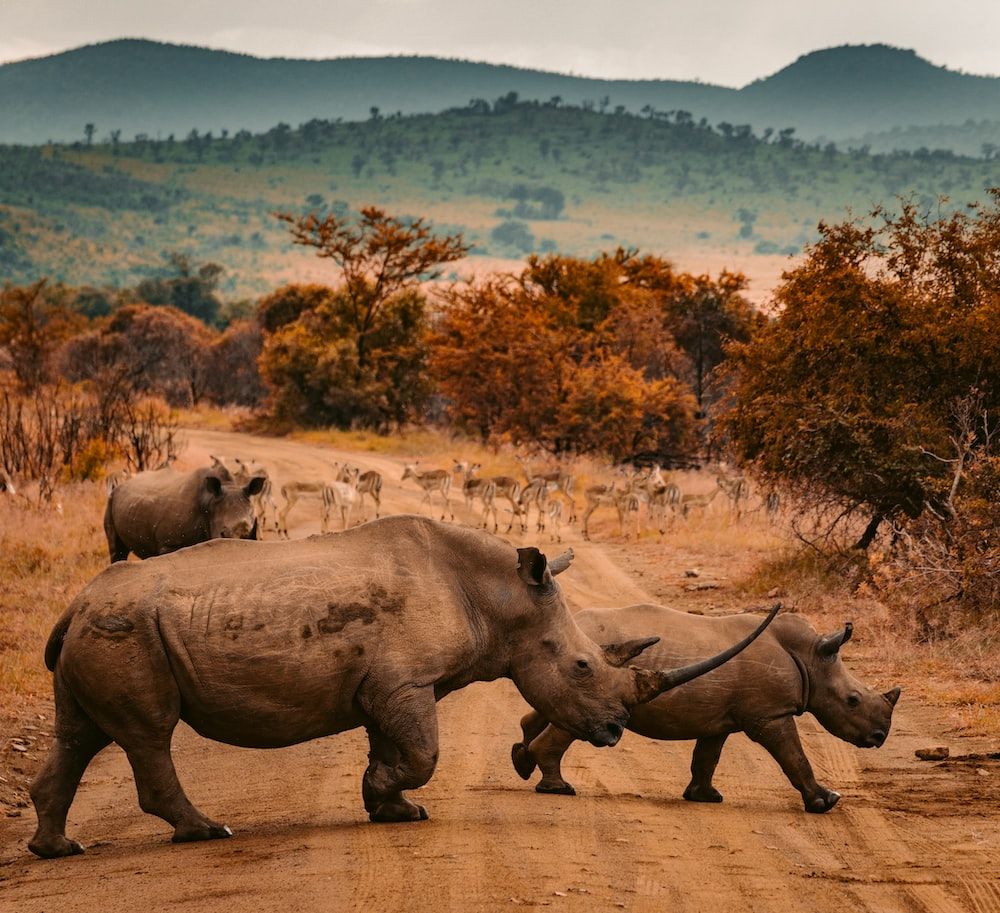 Rhino Picture [HD]. Download Free Image