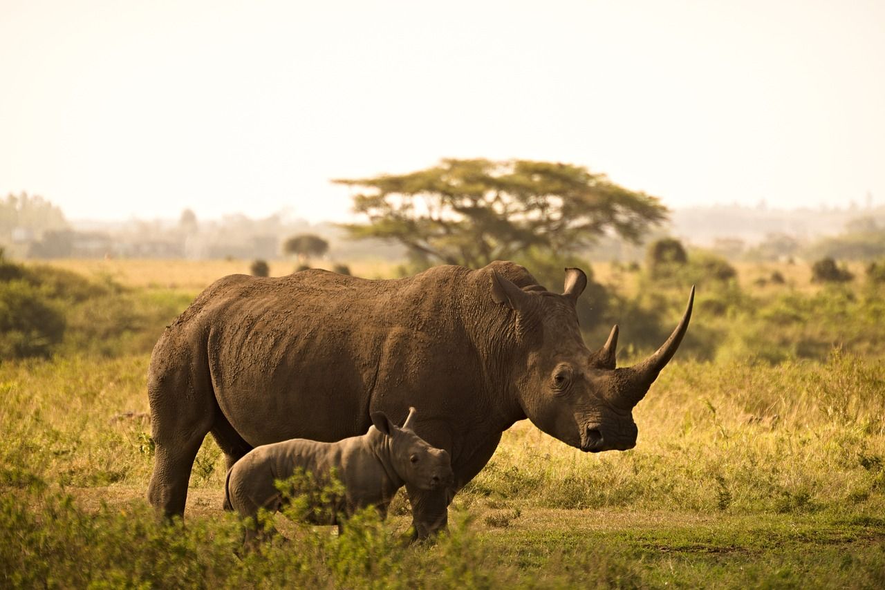 Rhinoceros Picture and Image in HD