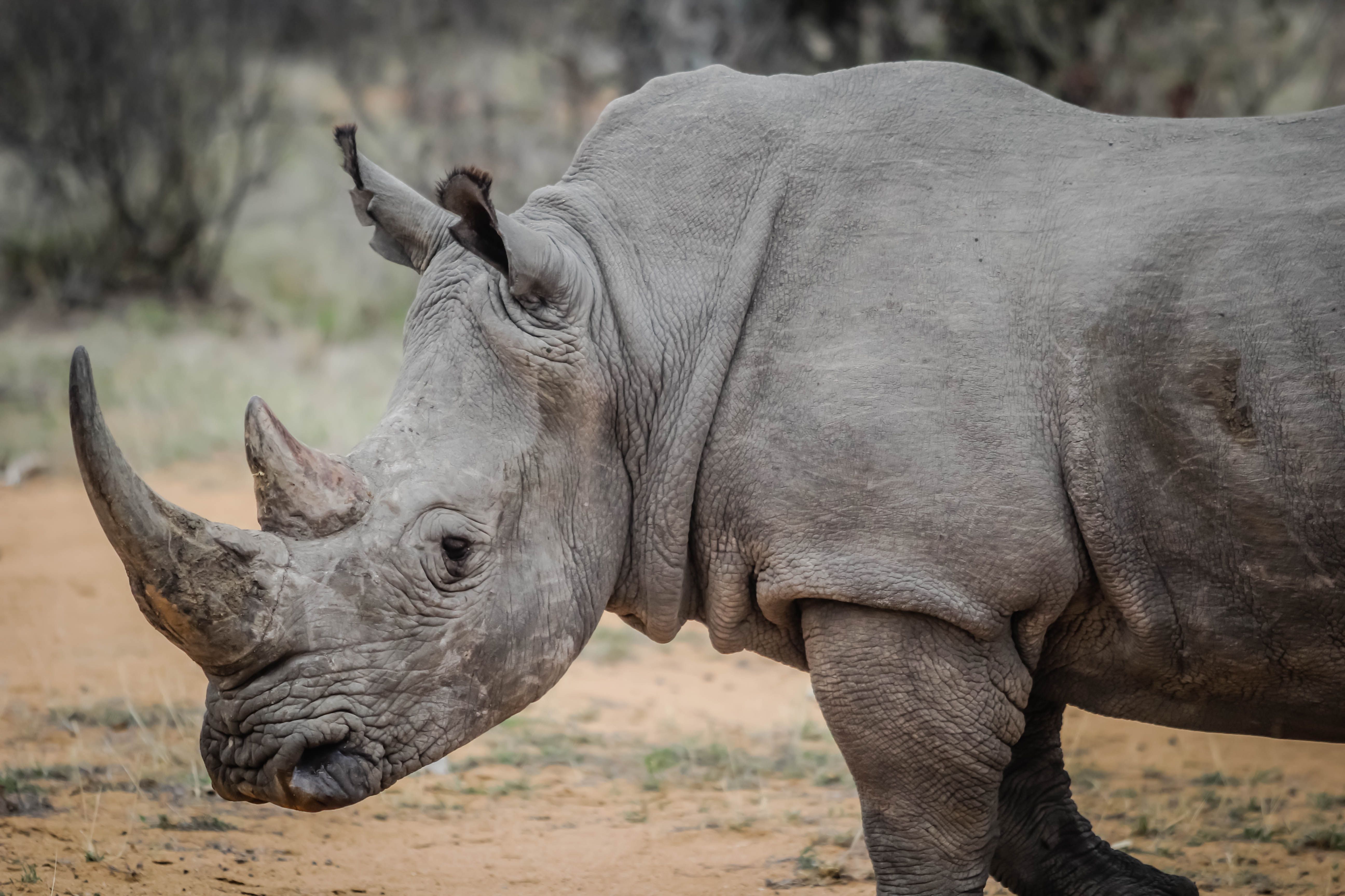 Rhino Photo, Download The BEST Free Rhino & HD Image