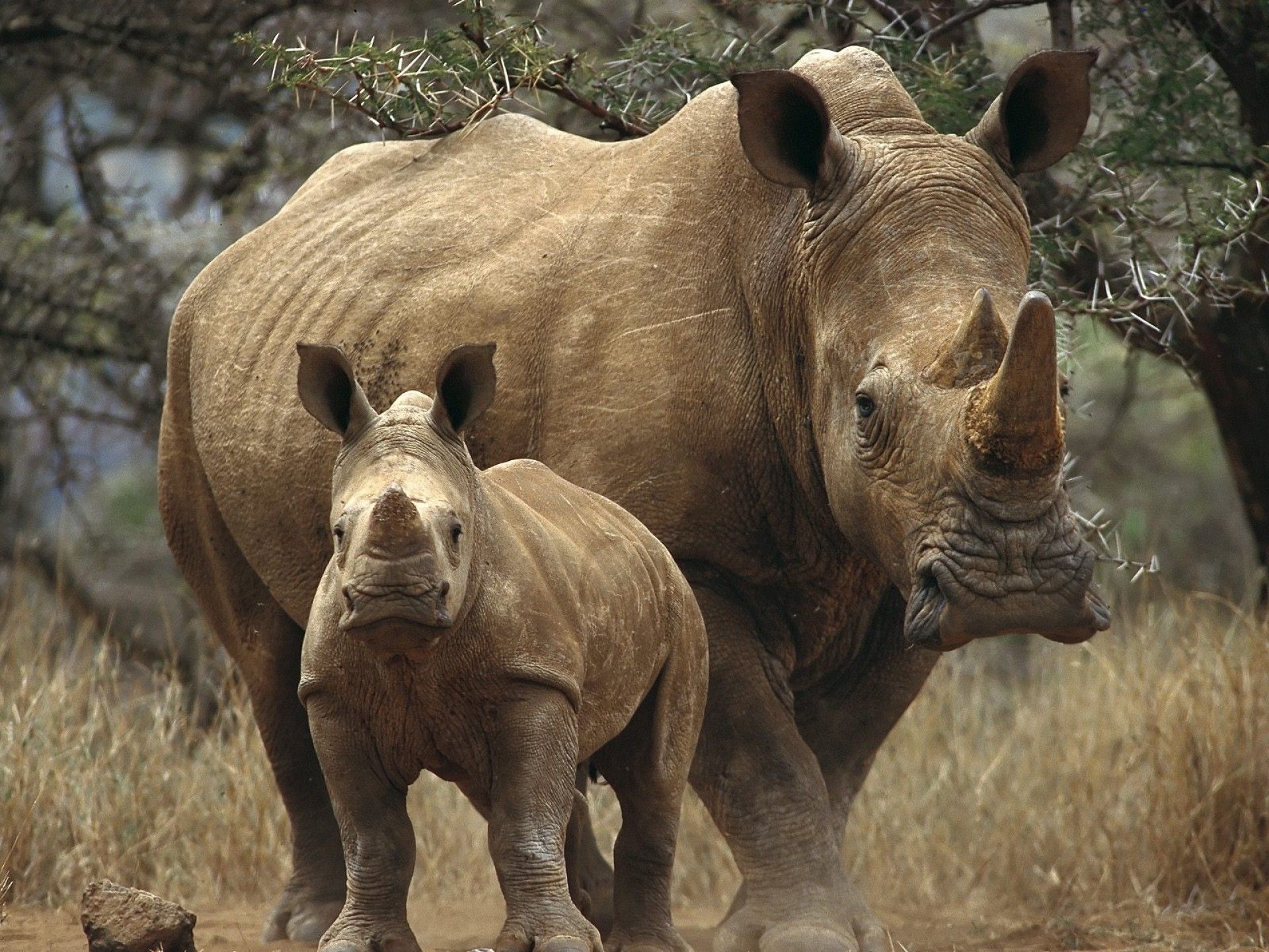 Rhino Computer Wallpaper, Desktop Backgroundx1440. Animals wild, Rhinoceros, Animal habitats