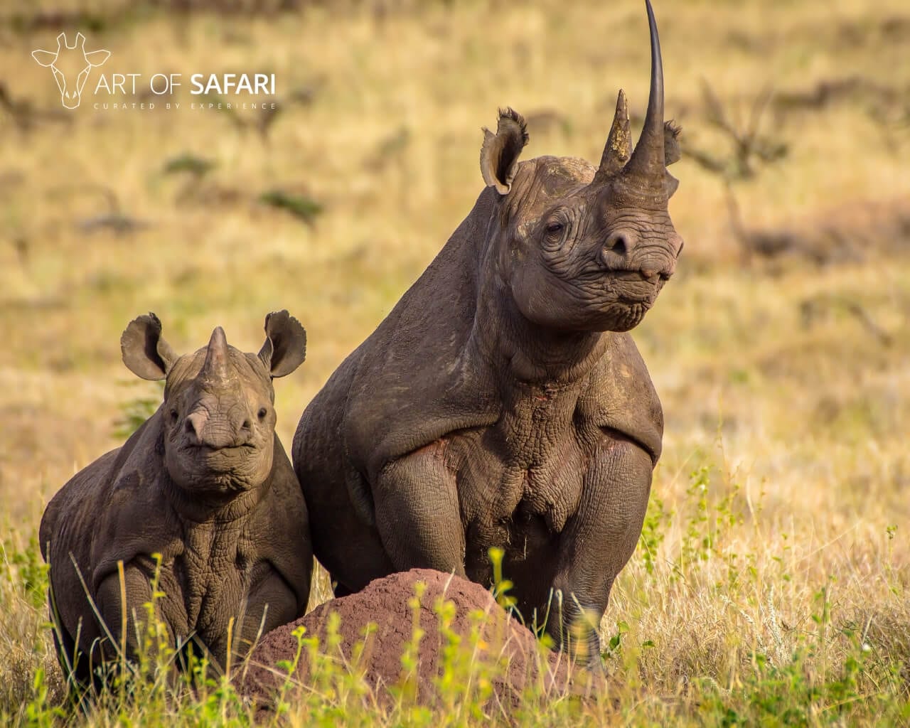 Wallpaper. Two Black Rhino On The African Plains. Art Of Safari