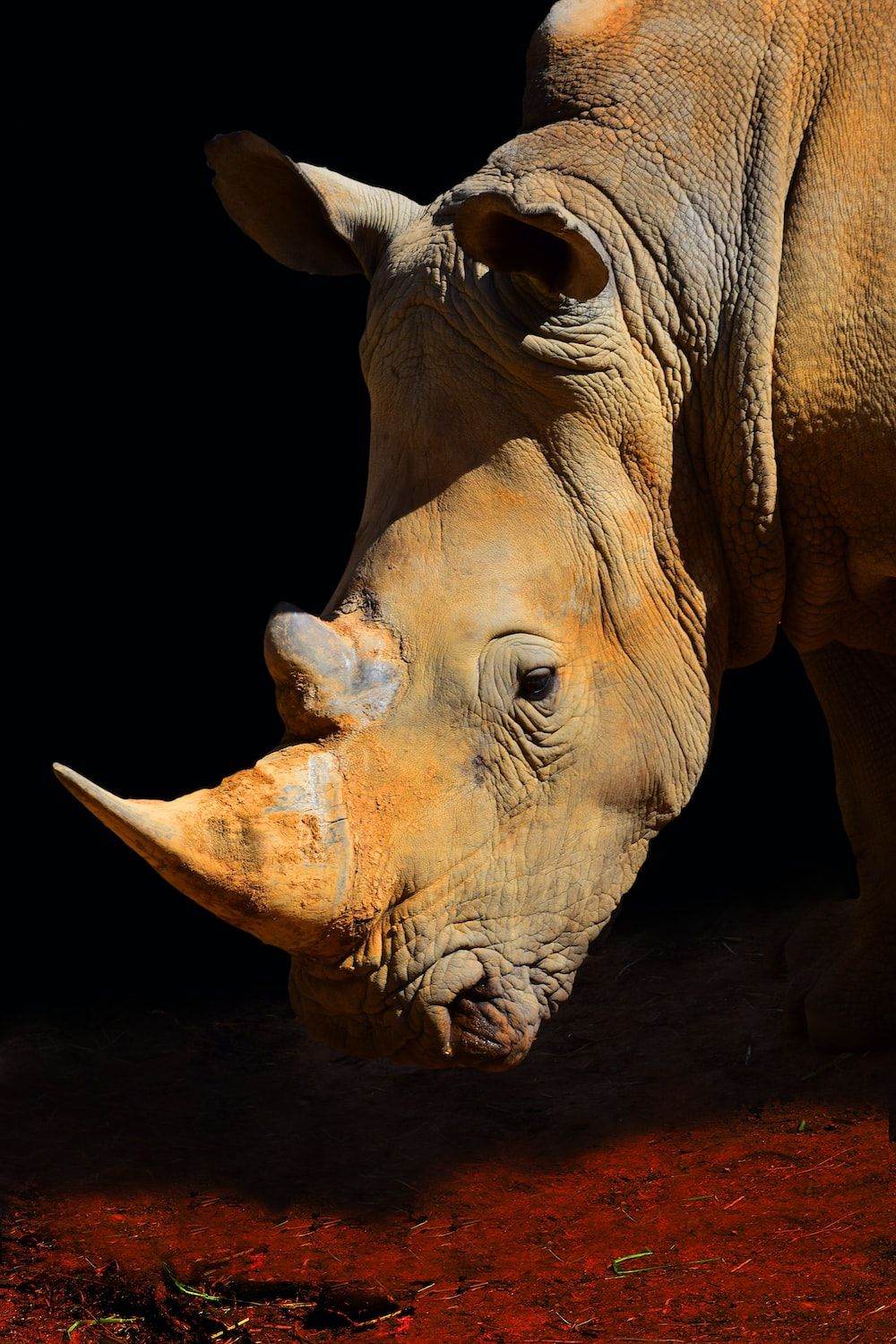 Rhino Picture [HD]. Download Free Image