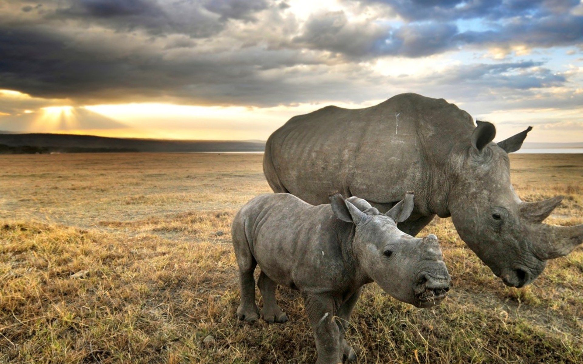 Animal Rhino HD Wallpaper