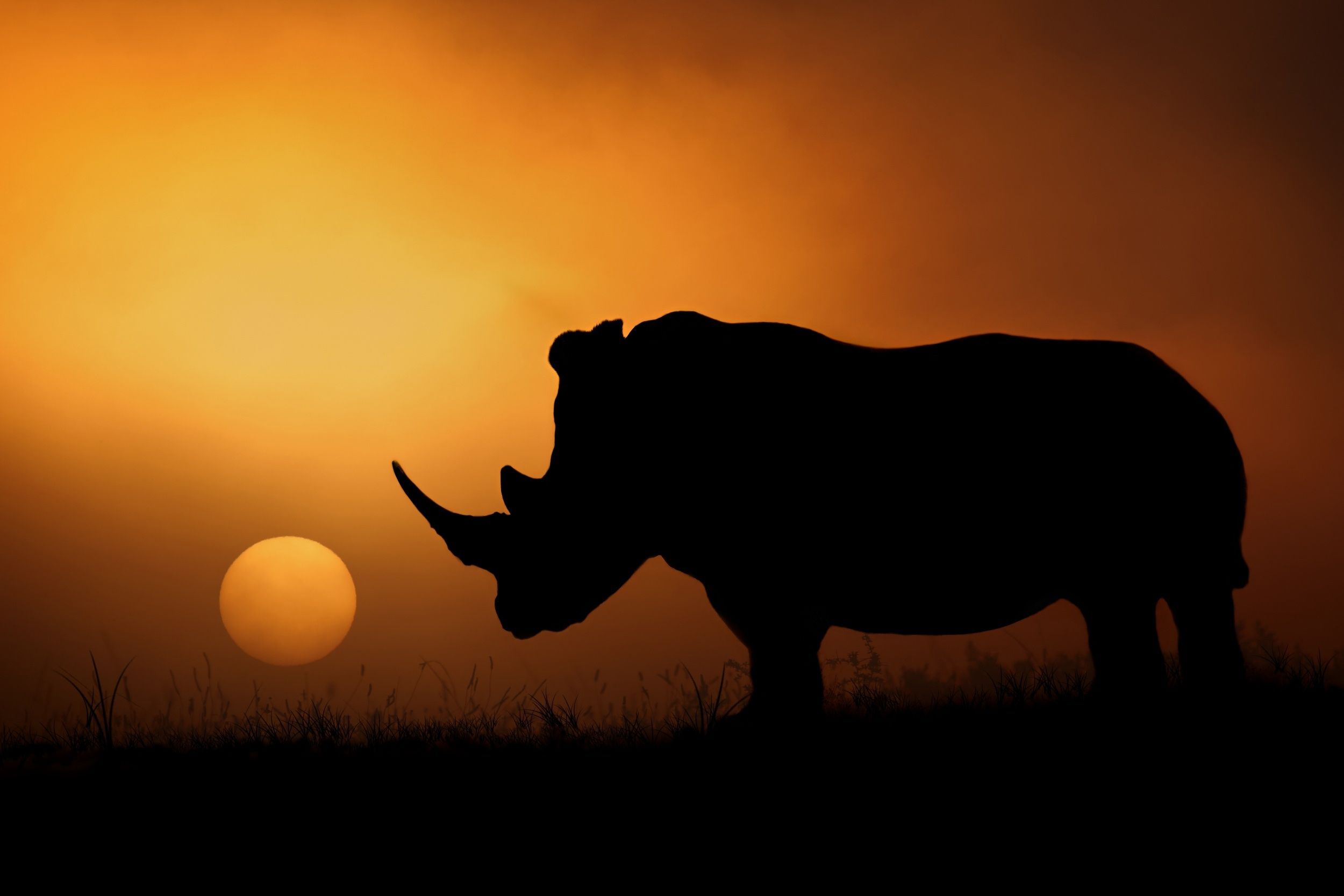 image Rhino Africa Silhouette Sun sunrise and sunset animal