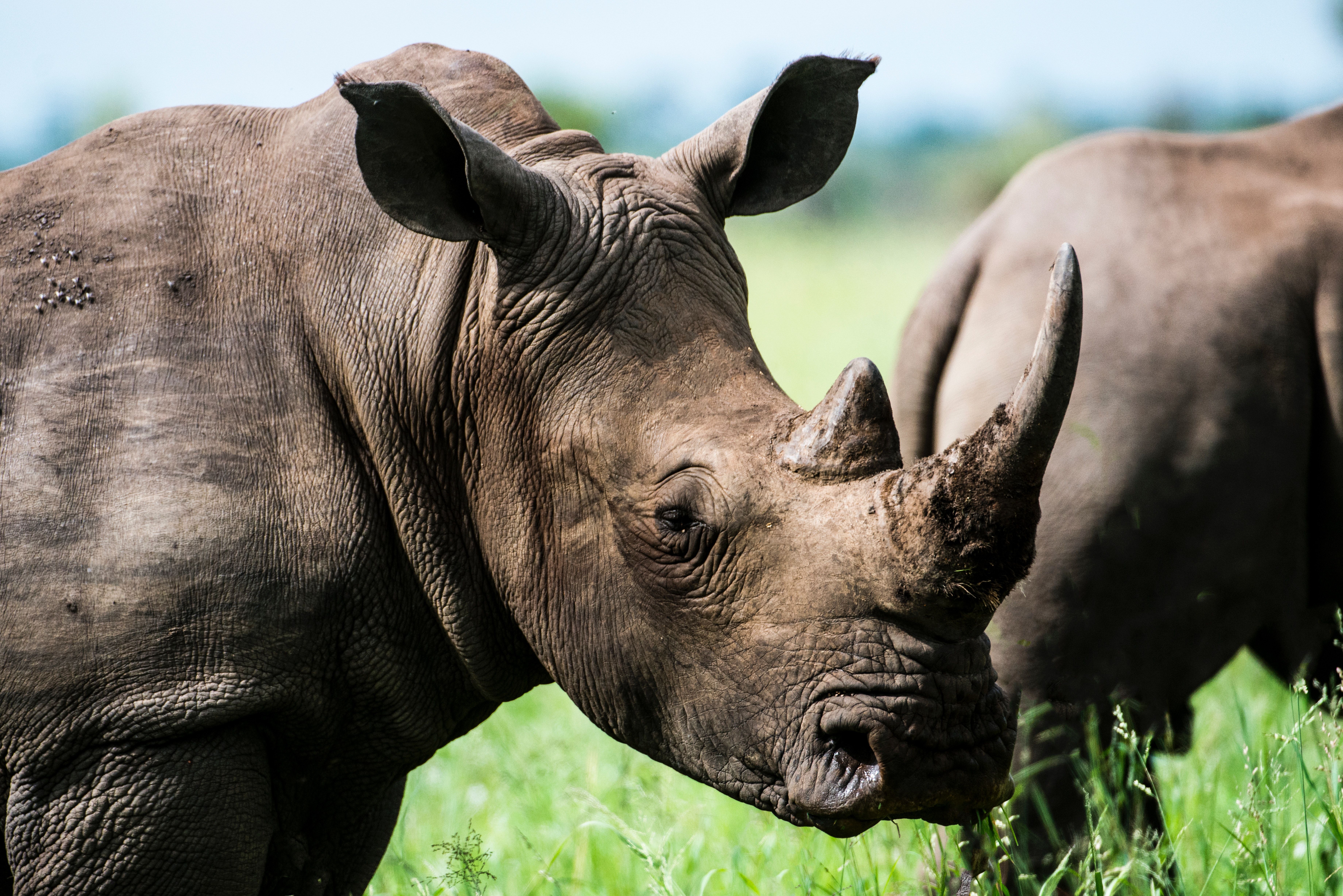 Rhino Photo, Download The BEST Free Rhino & HD Image