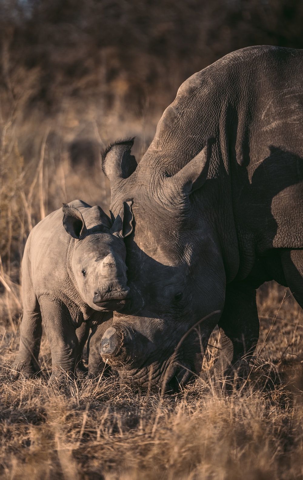 Rhino Picture [HD]. Download Free Image