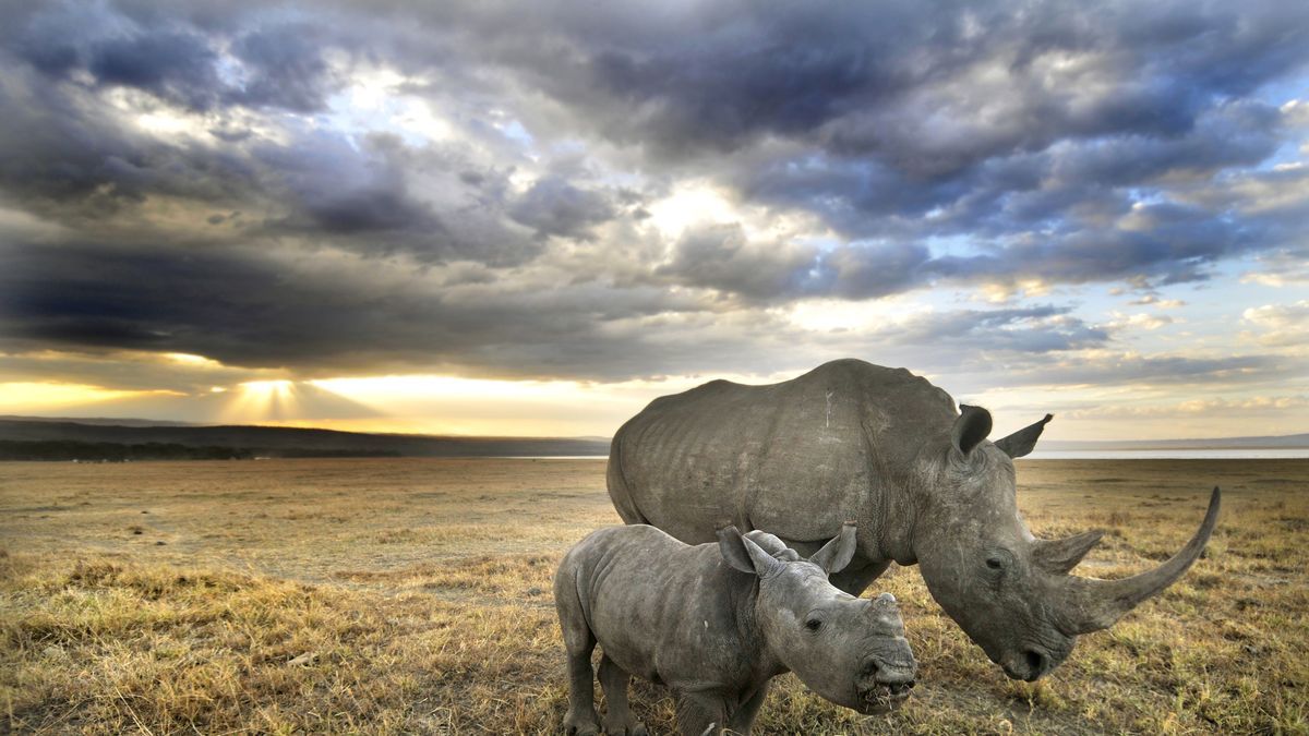 Facts About Rhinos. World Rhino Day 2019