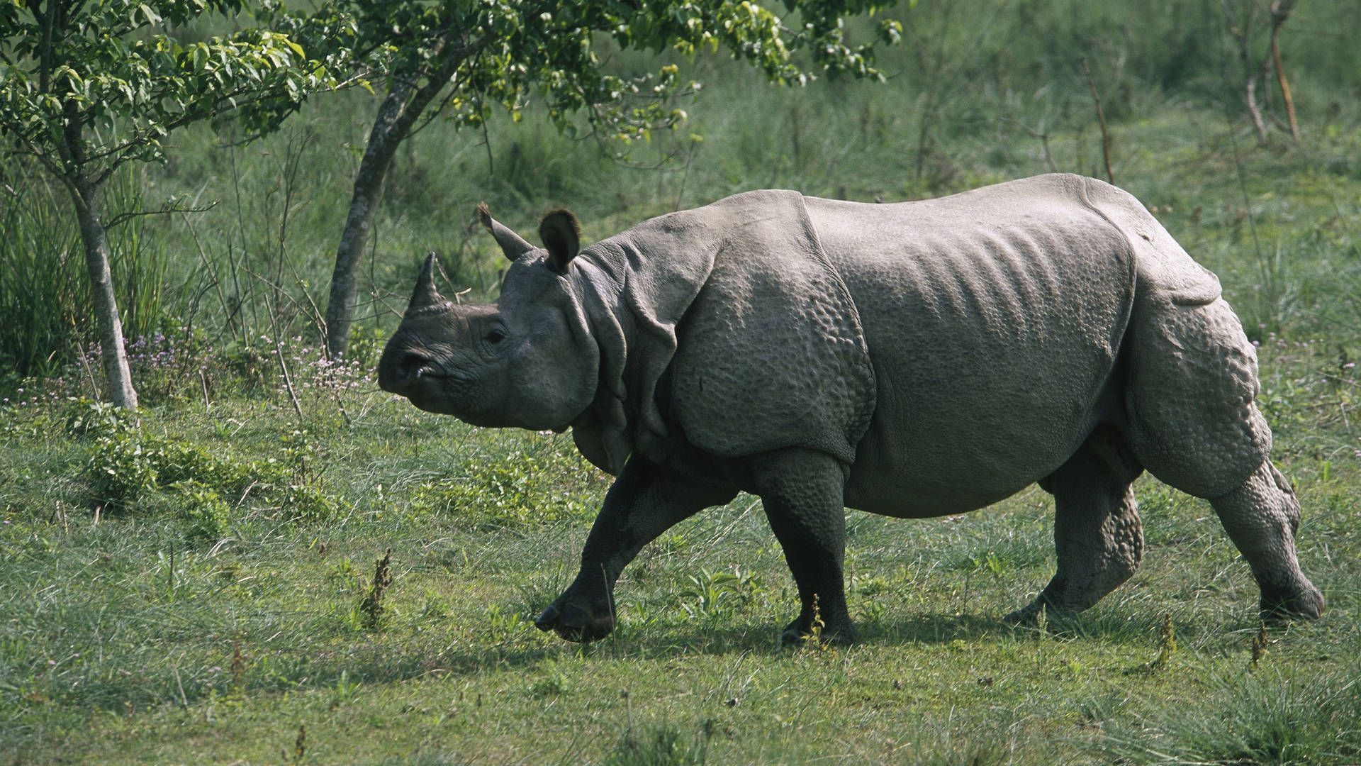 Download Bulky Rhinoceros Wallpaper