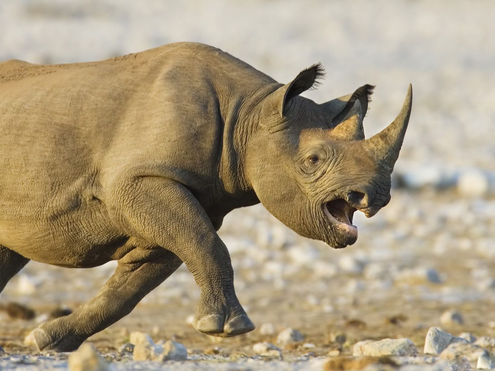 Fun Animals Wiki, Videos, Picture, Stories: Rhino wallpaper