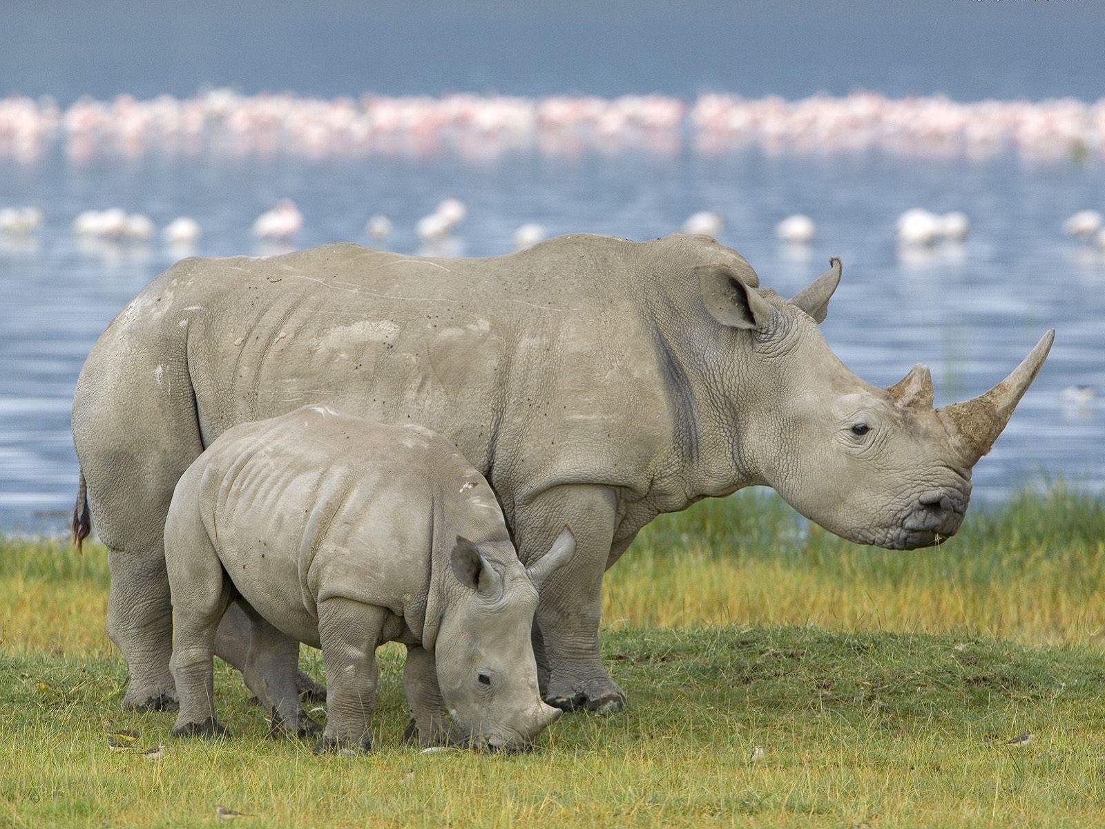 Animal Rhino Wallpaper