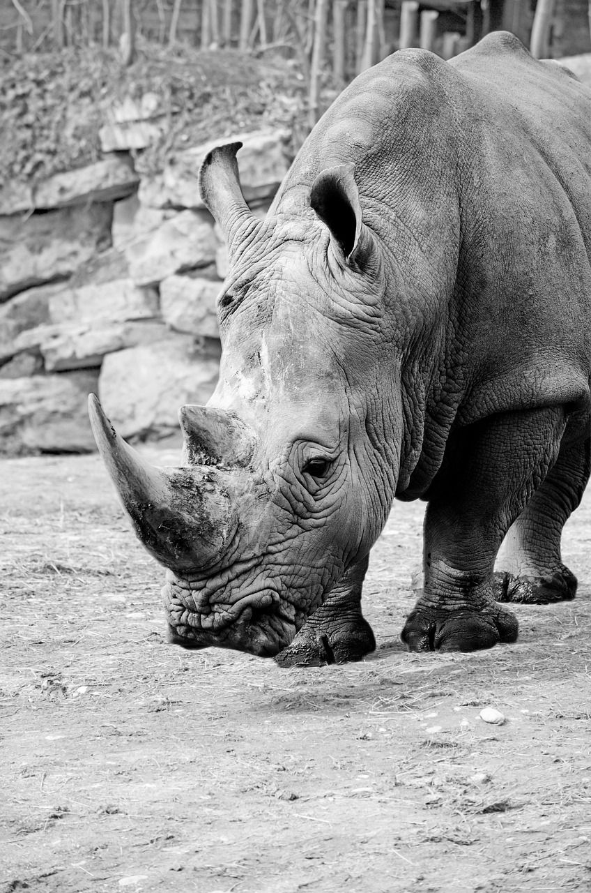 Rhino White Rhinoceros