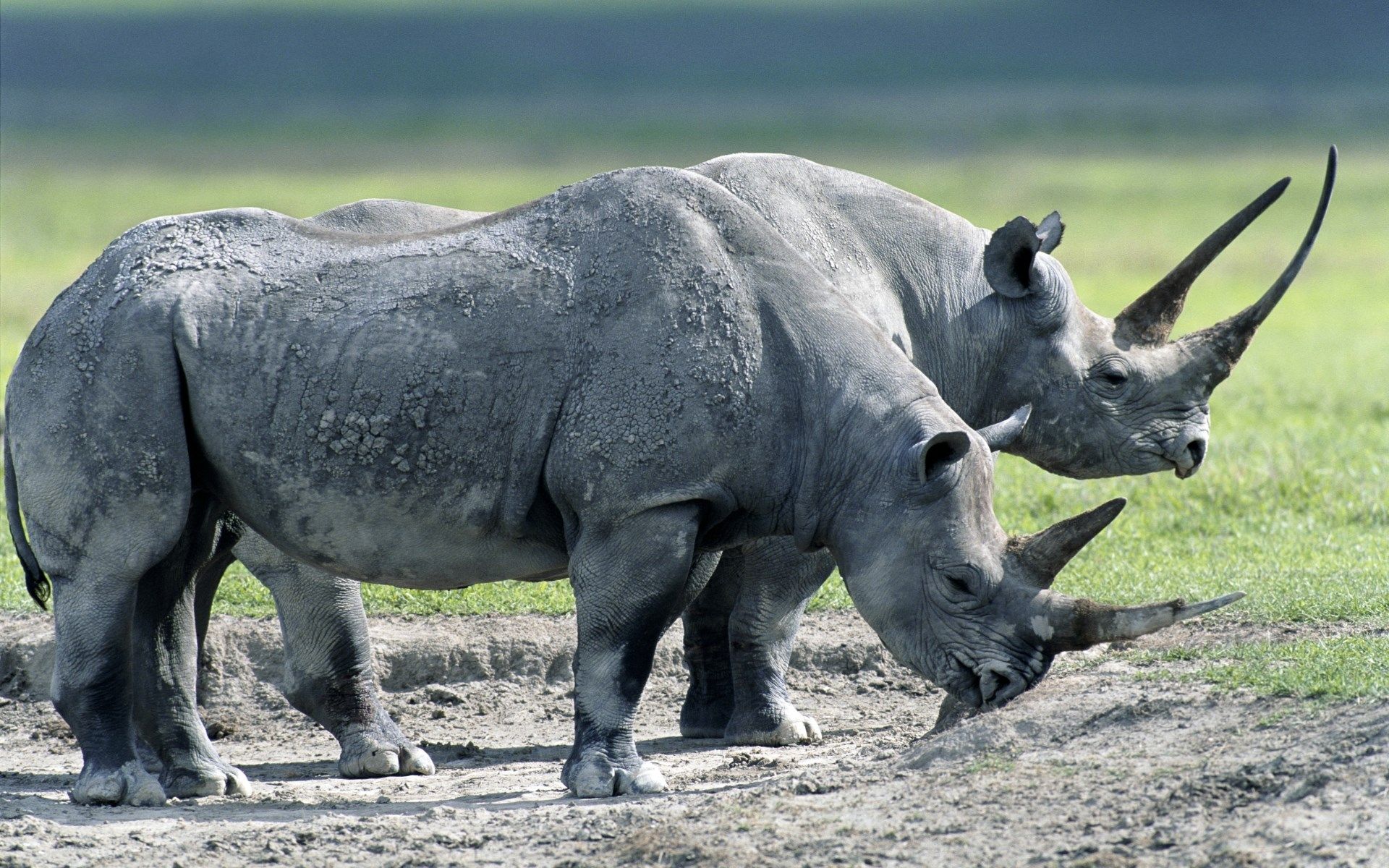 free high resolution wallpaper rhino. Wild animals photography, Rhino picture, Animals wild