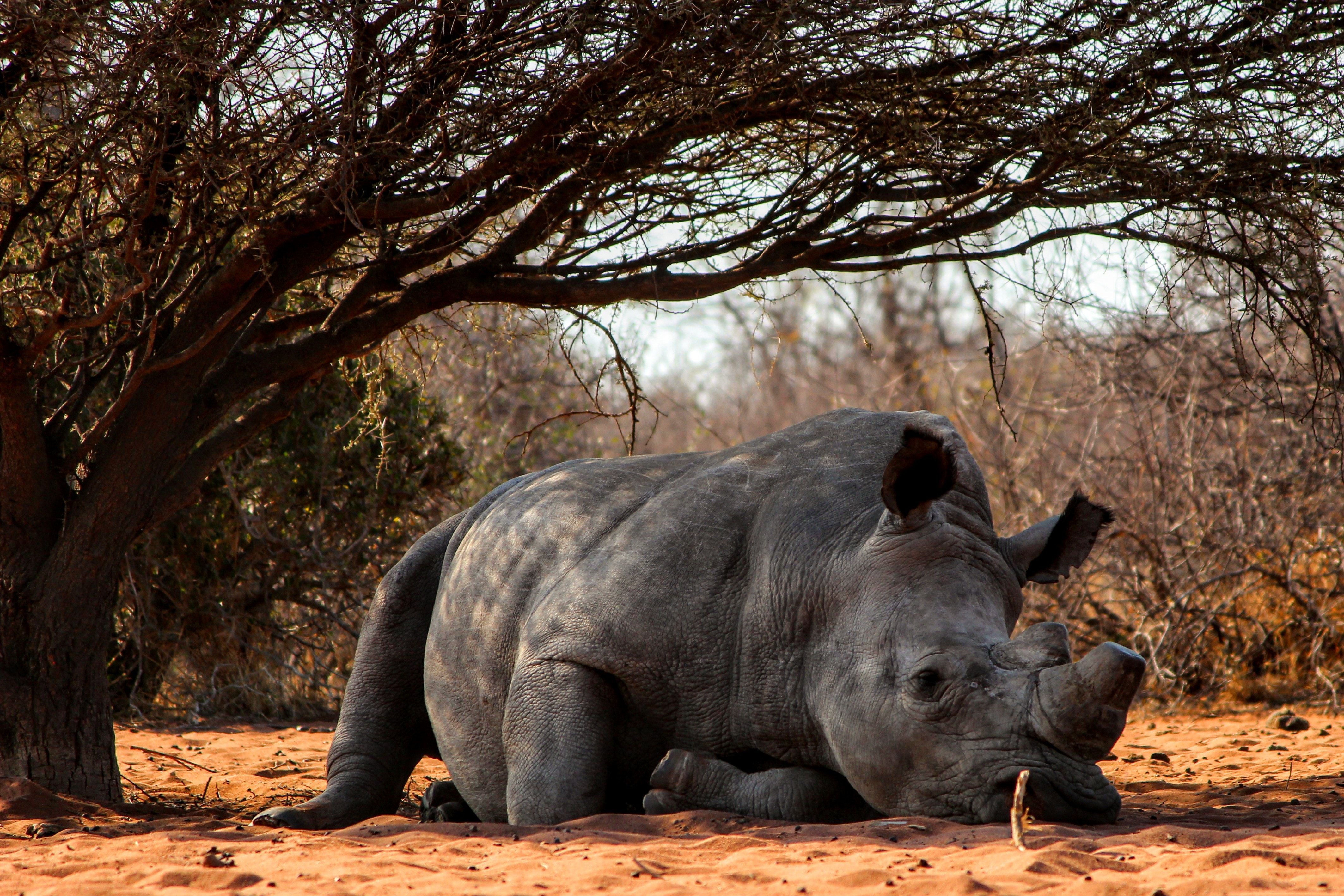 Rhino Photo, Download The BEST Free Rhino & HD Image