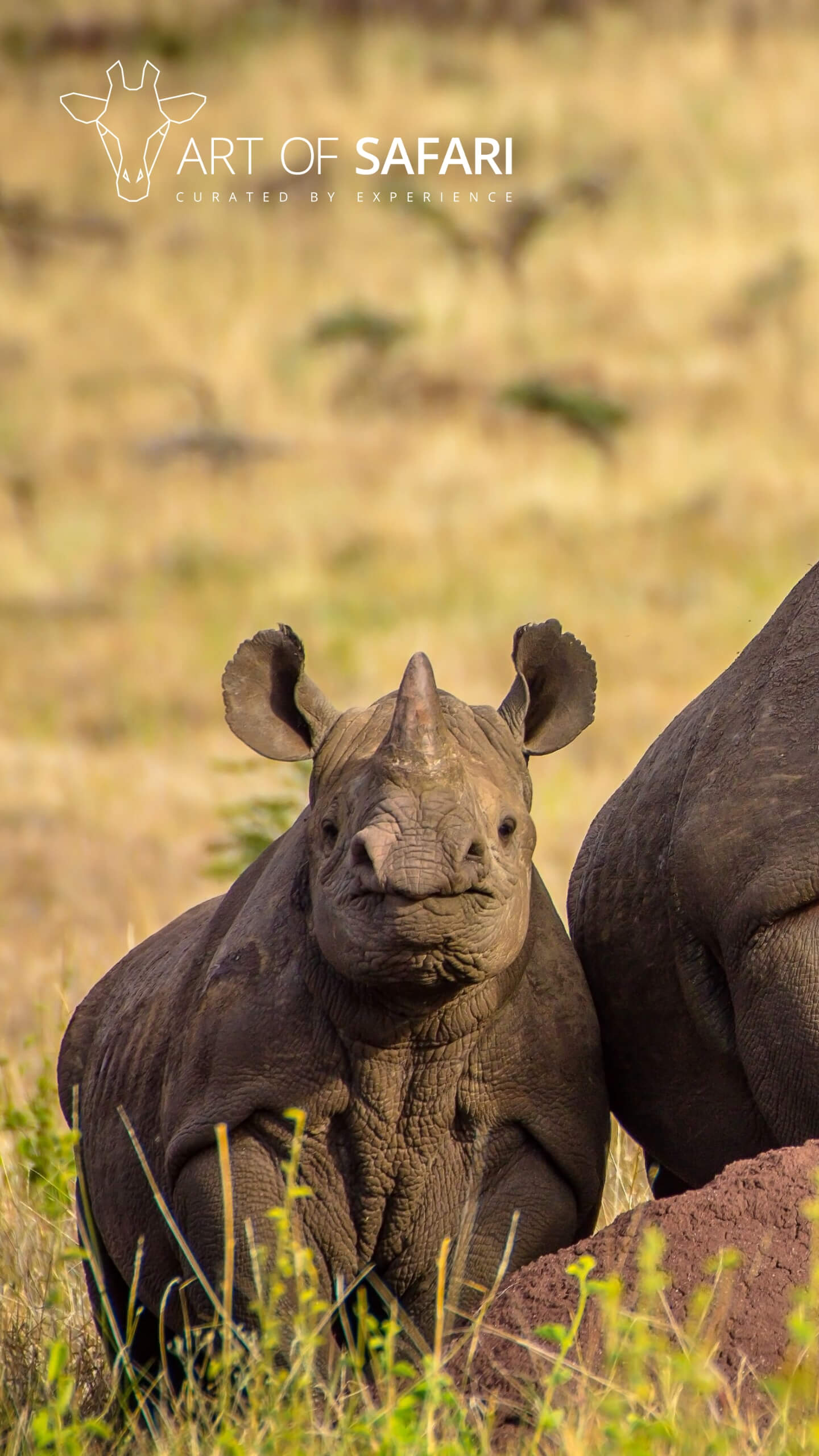 Wallpaper. Two Black Rhino On The African Plains. Art Of Safari