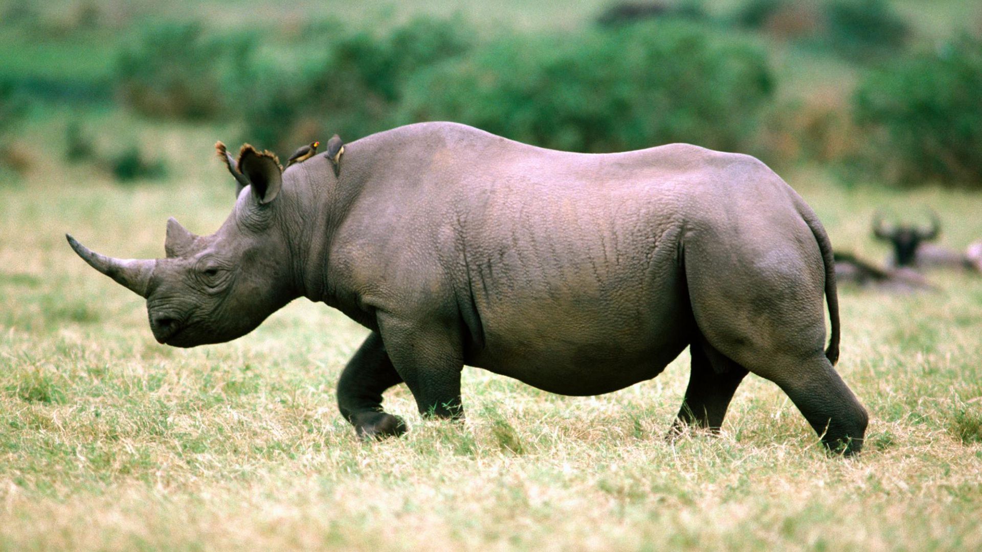 Rhino HD Wallpaper Free Download