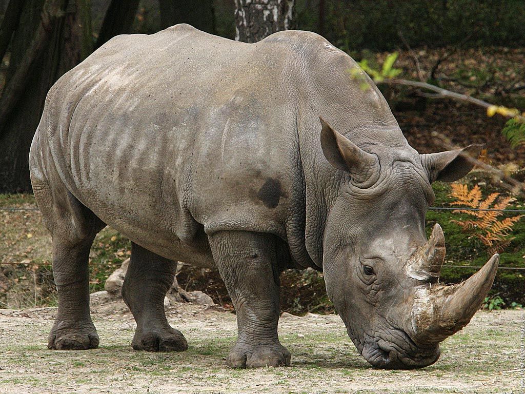 animals wallpaper southern white rhinoceros botswana south africa