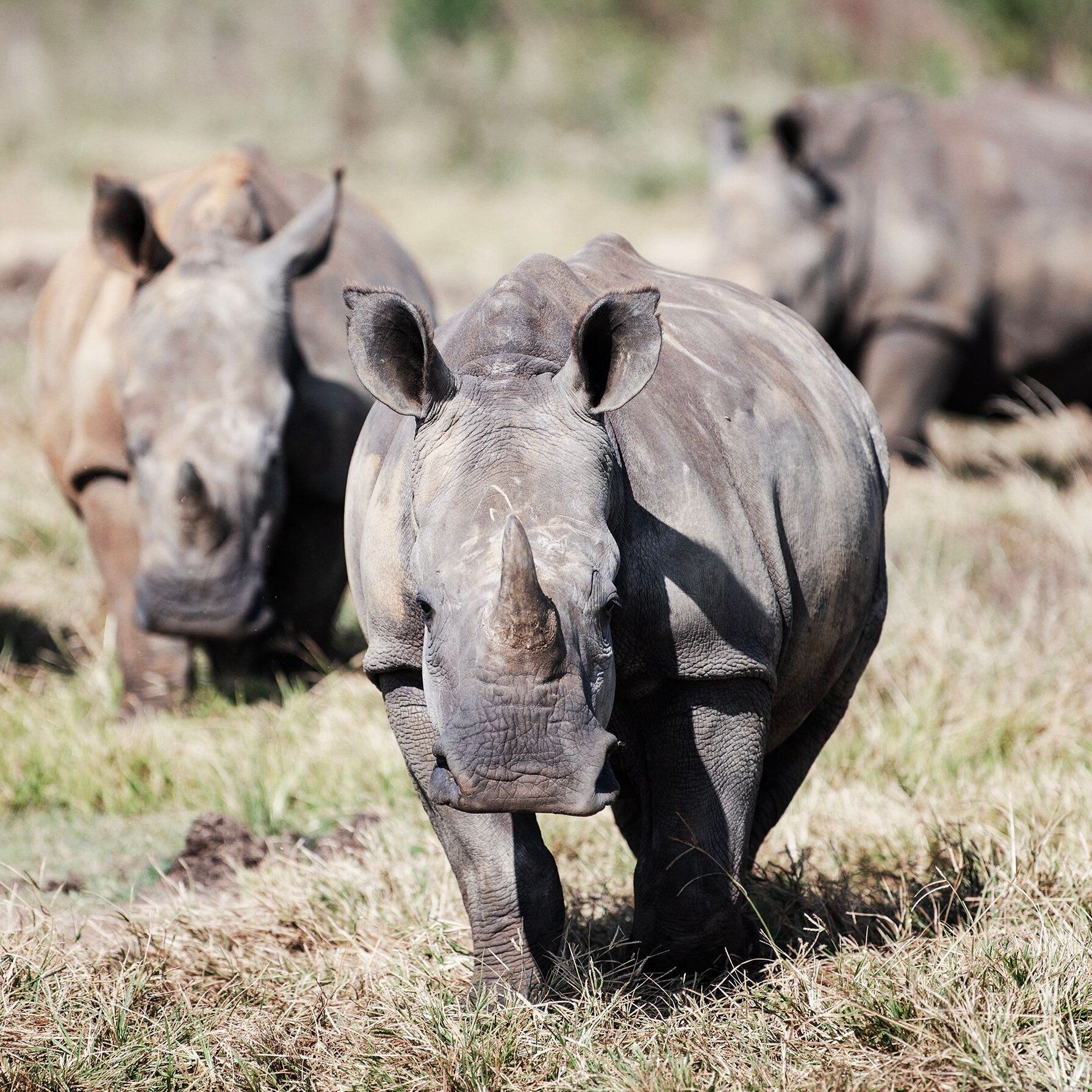 Now Available: 000 Rhinos, Free to Good Homes With Plenty of Space