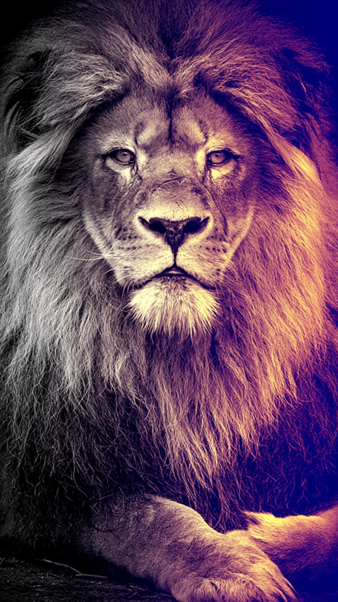 Lion Wallpaper Lion Background Image Download - lion