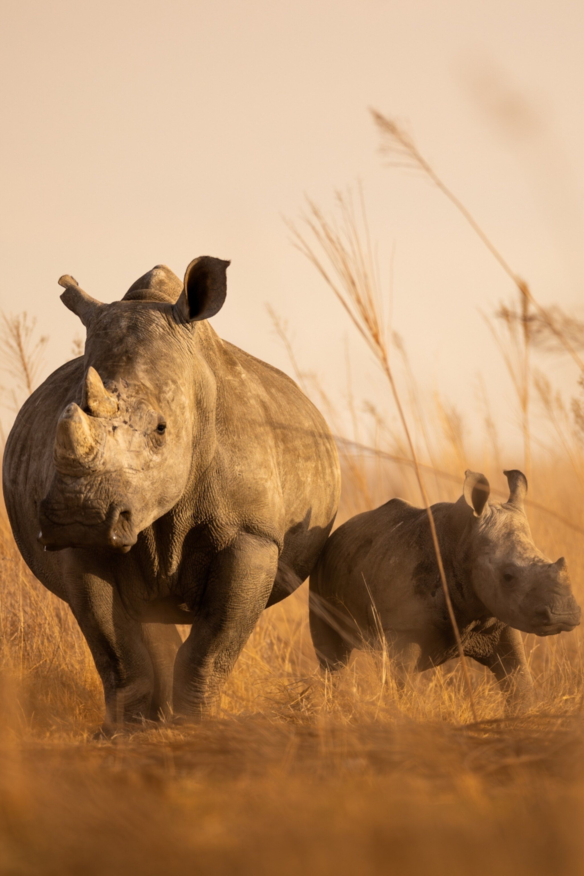 Southern white rhinoceros, facts and photo