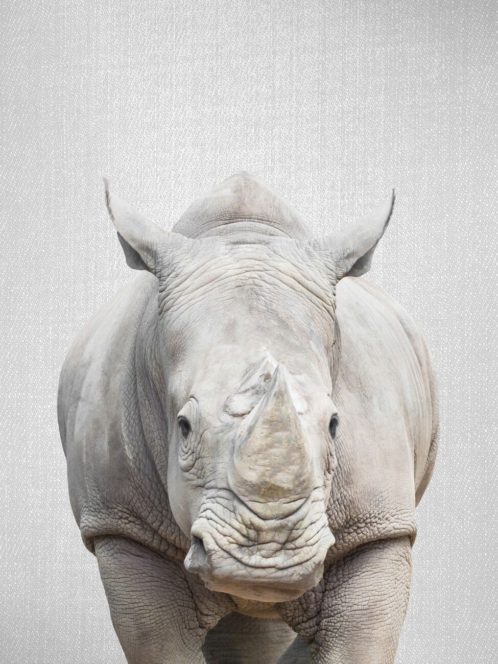 Rhino Wall Mural