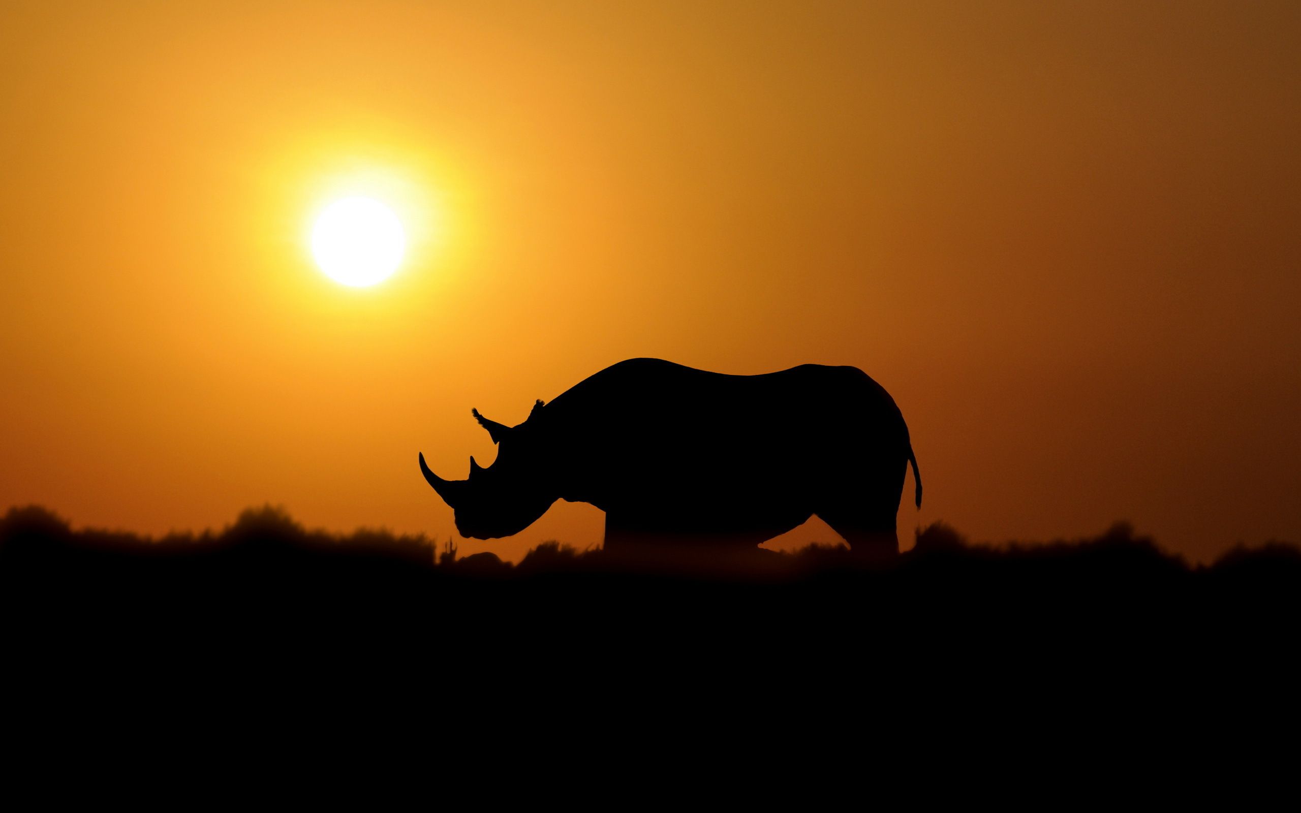 Rhino Computer Wallpaper, Desktop Backgroundx1600. Rhino picture, Rhino, Animal wallpaper