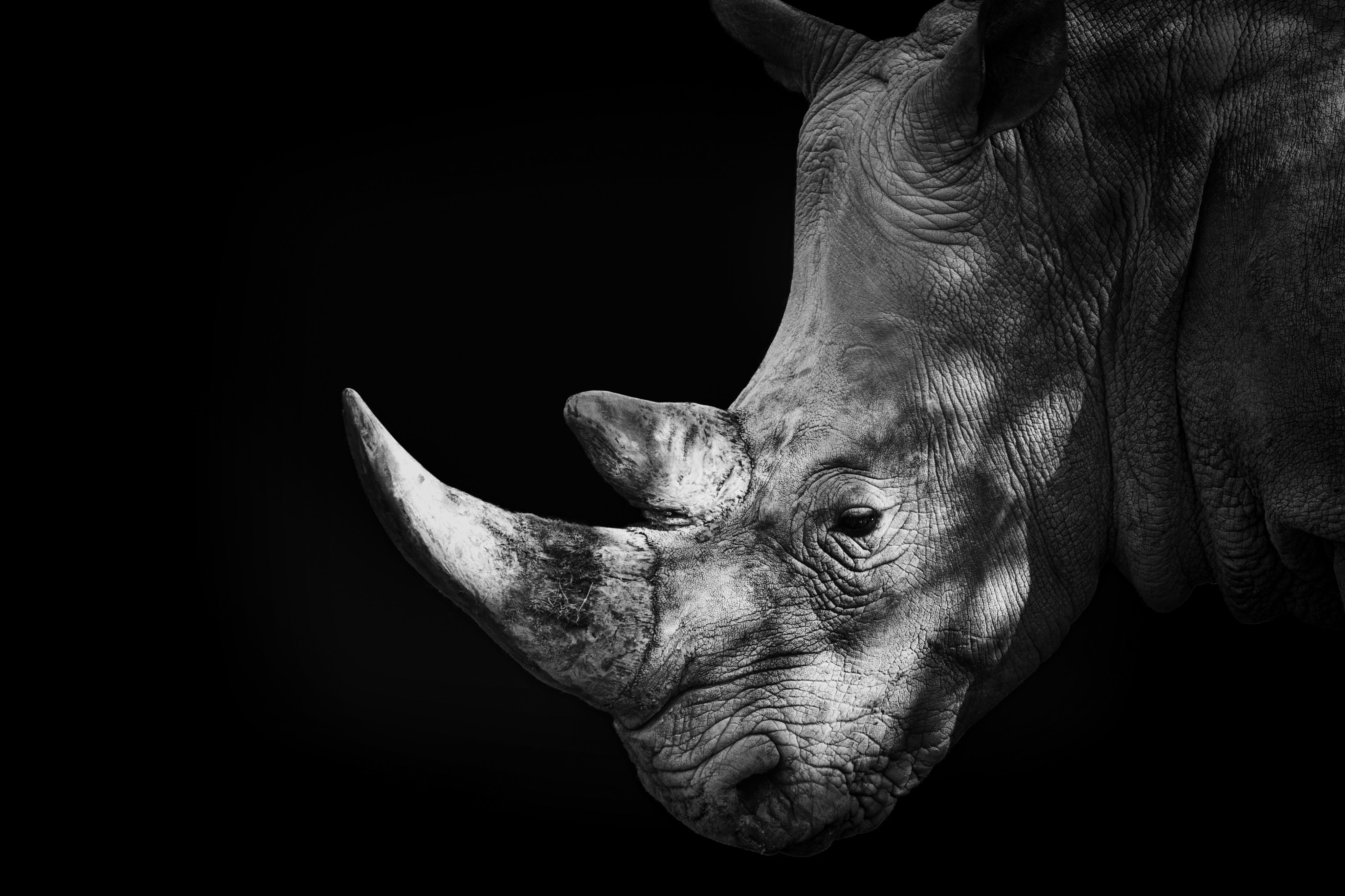 Photos suggest rhino horns have shrunk over past century, likely due to hunting