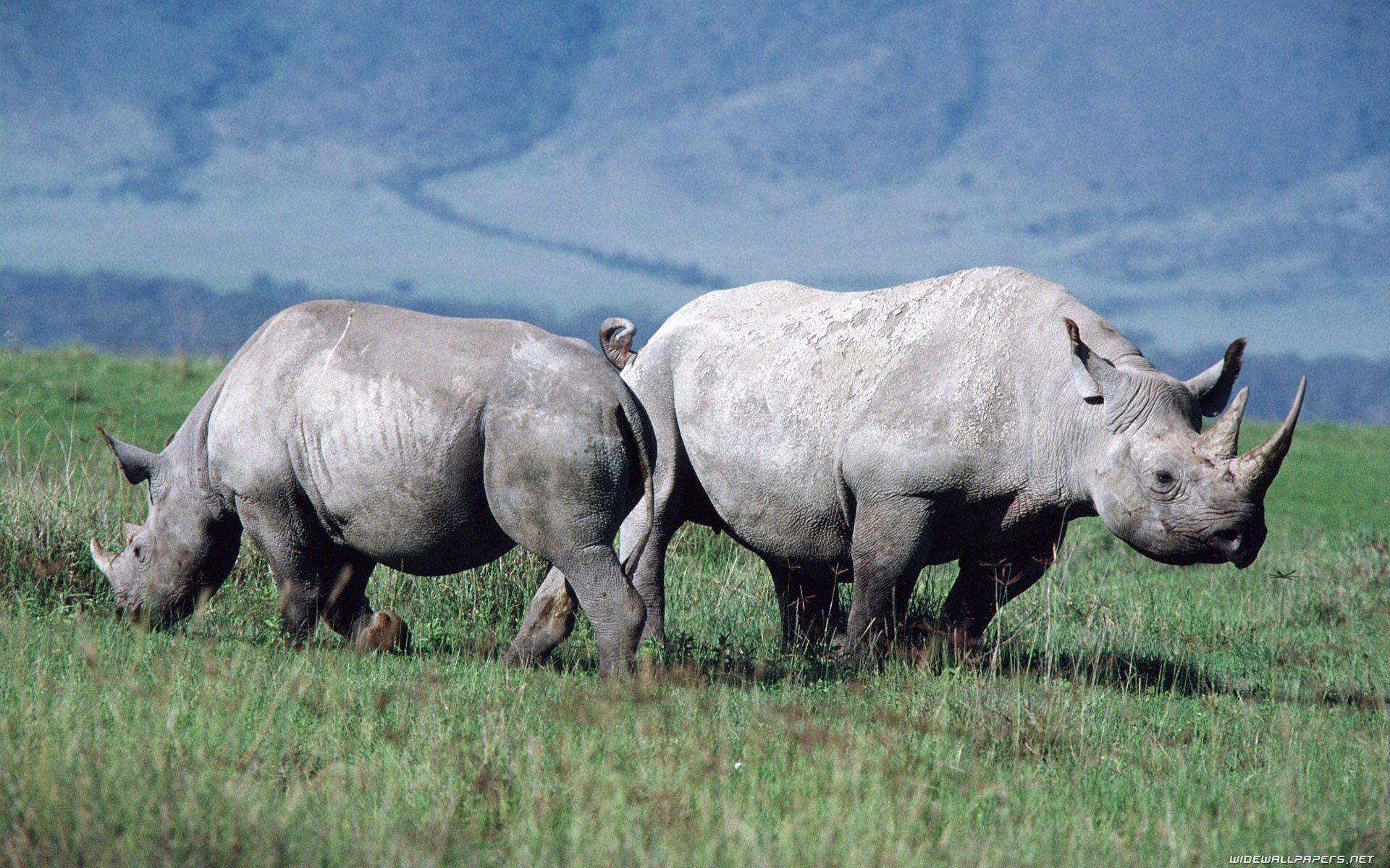 Rhinoceroses desktop wallpaper HD and wide wallpaper