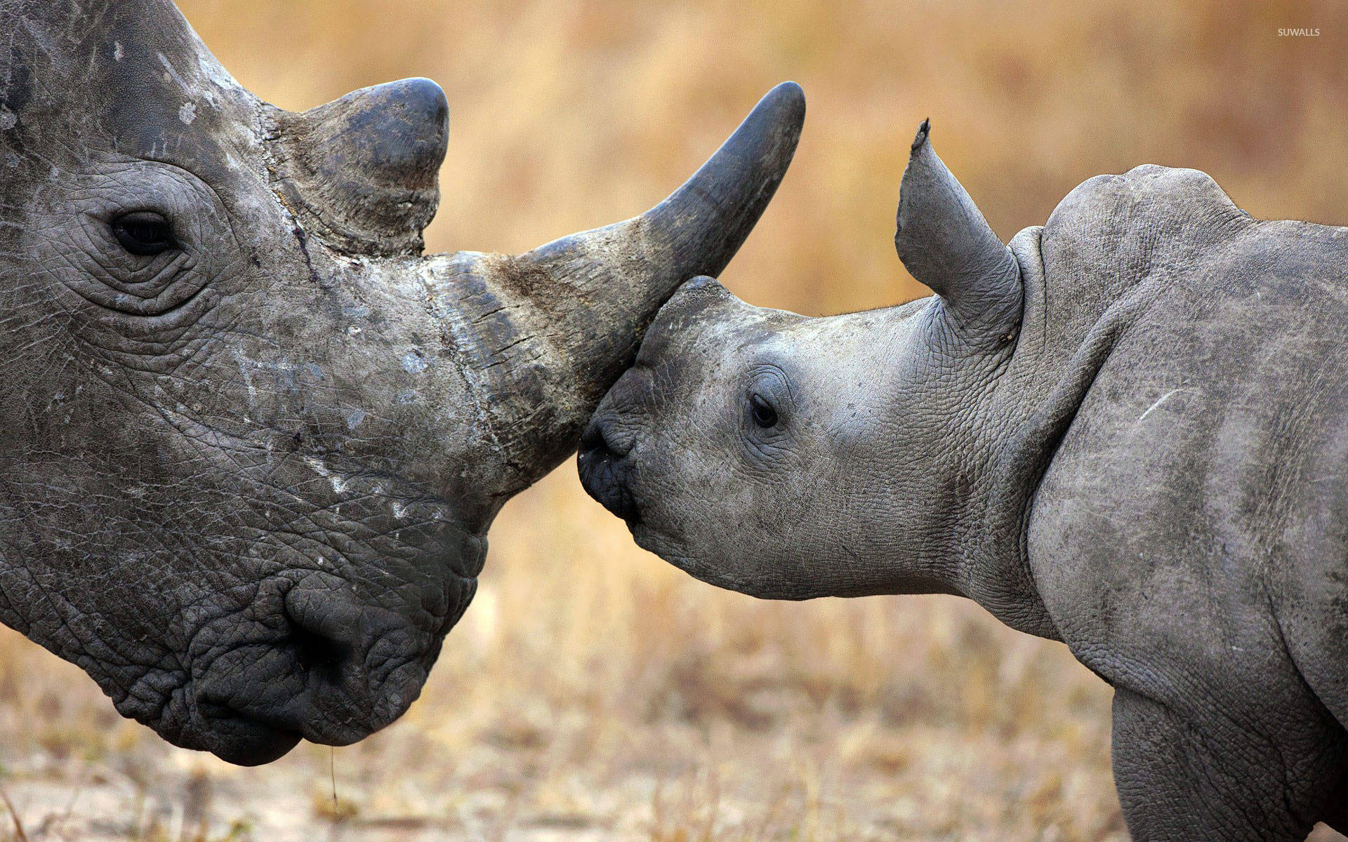 Download Mother And Baby Rhinoceros Wallpaper