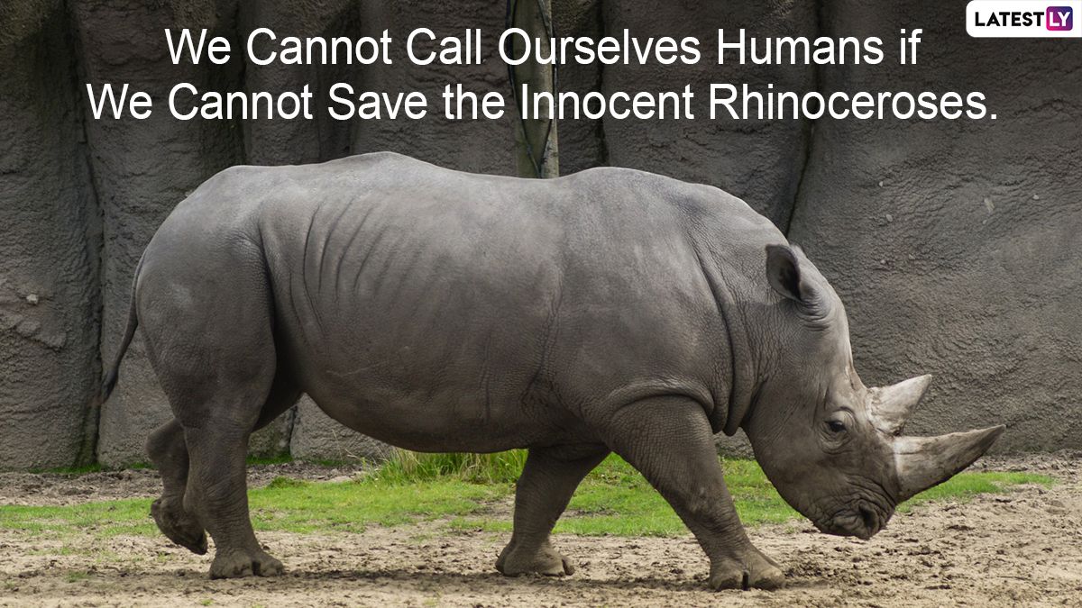 World Rhino Day 2022 Image & HD Wallpaper for Free Download Online: Share Quotes, Slogans and Messages To Help Preserve the Rhinoceros Species