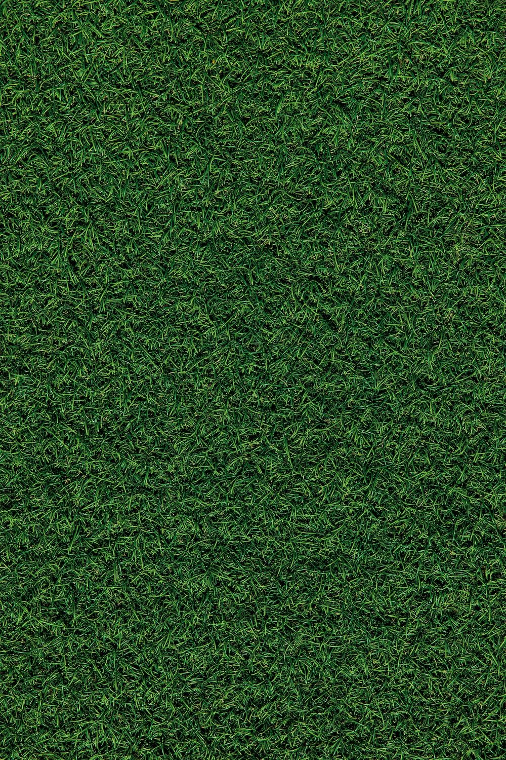 Grass Picture. Download Free Image