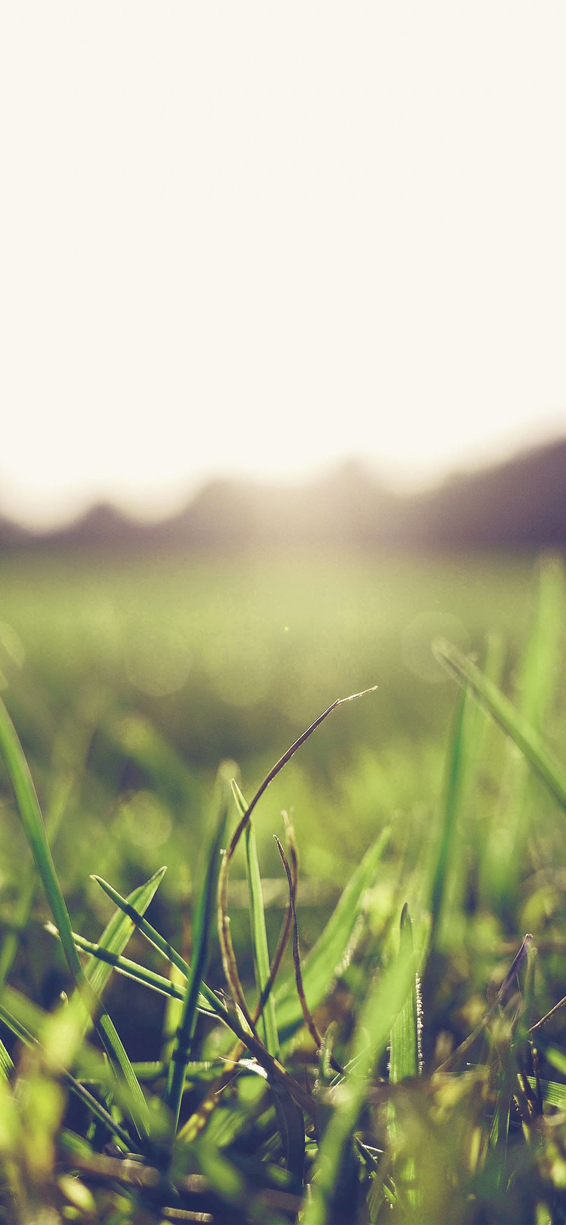 iPhone X wallpaper. grass green blue bokeh light summer nature