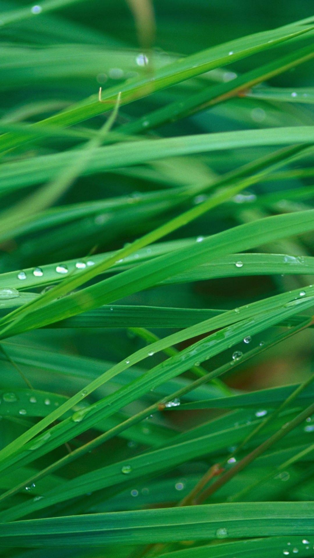 Wallpaper grass, 5k, 4k wallpaper, OSX, green, dew, Nature