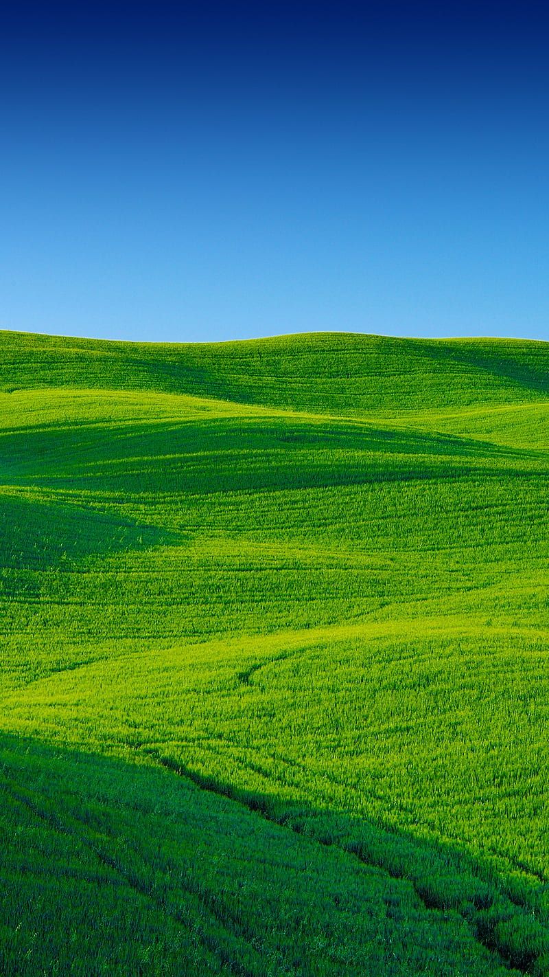 HD grass wallpaper