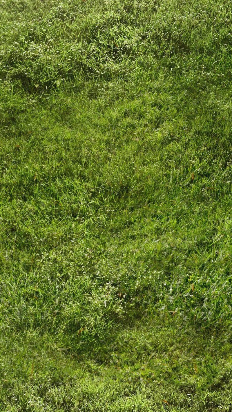 Grass Background Wallpaper