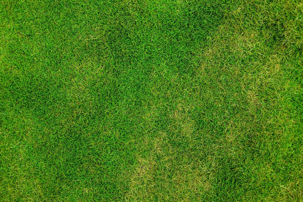 Grass Lawn Field