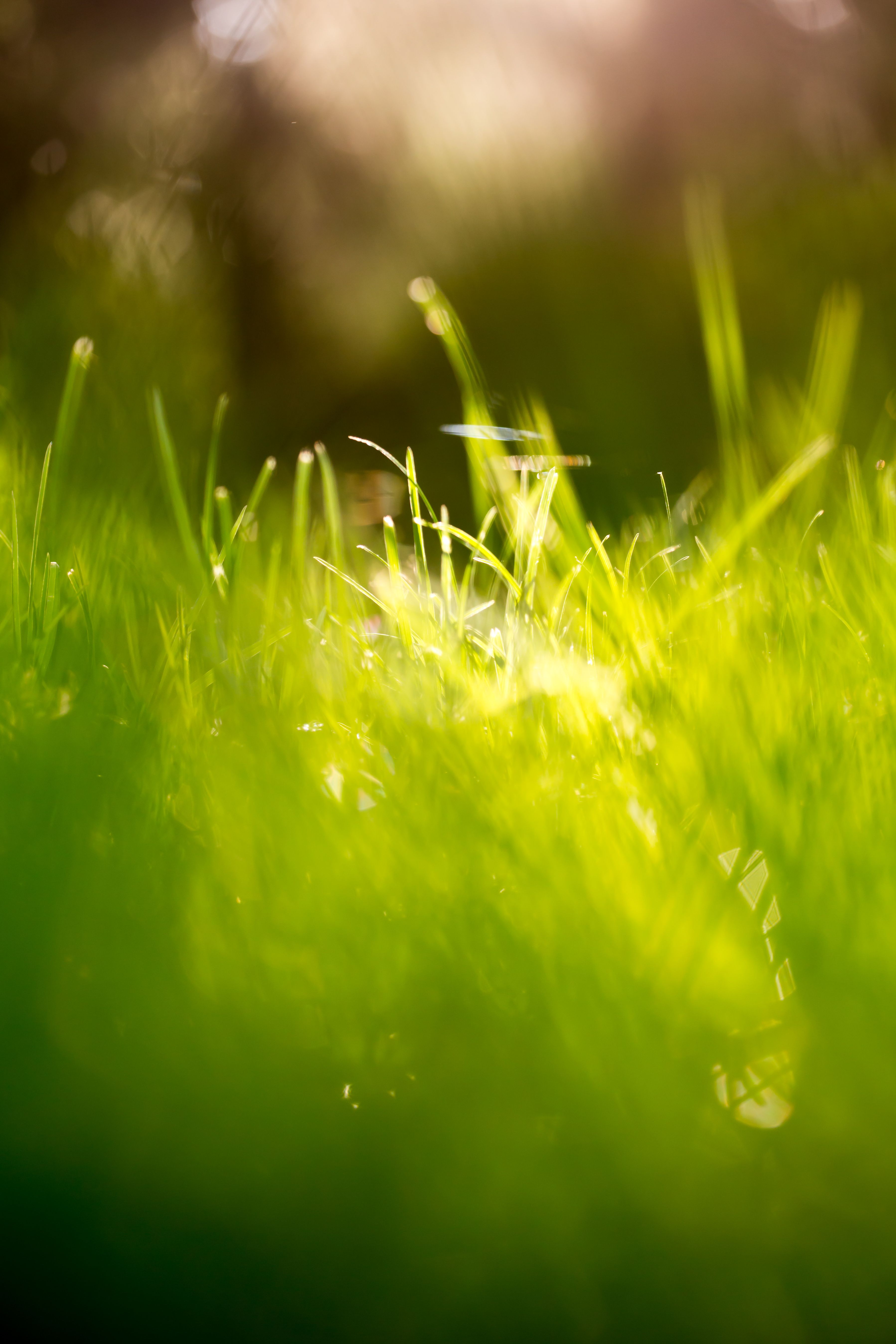 Beautiful Green Grass Field HD Wallpaper