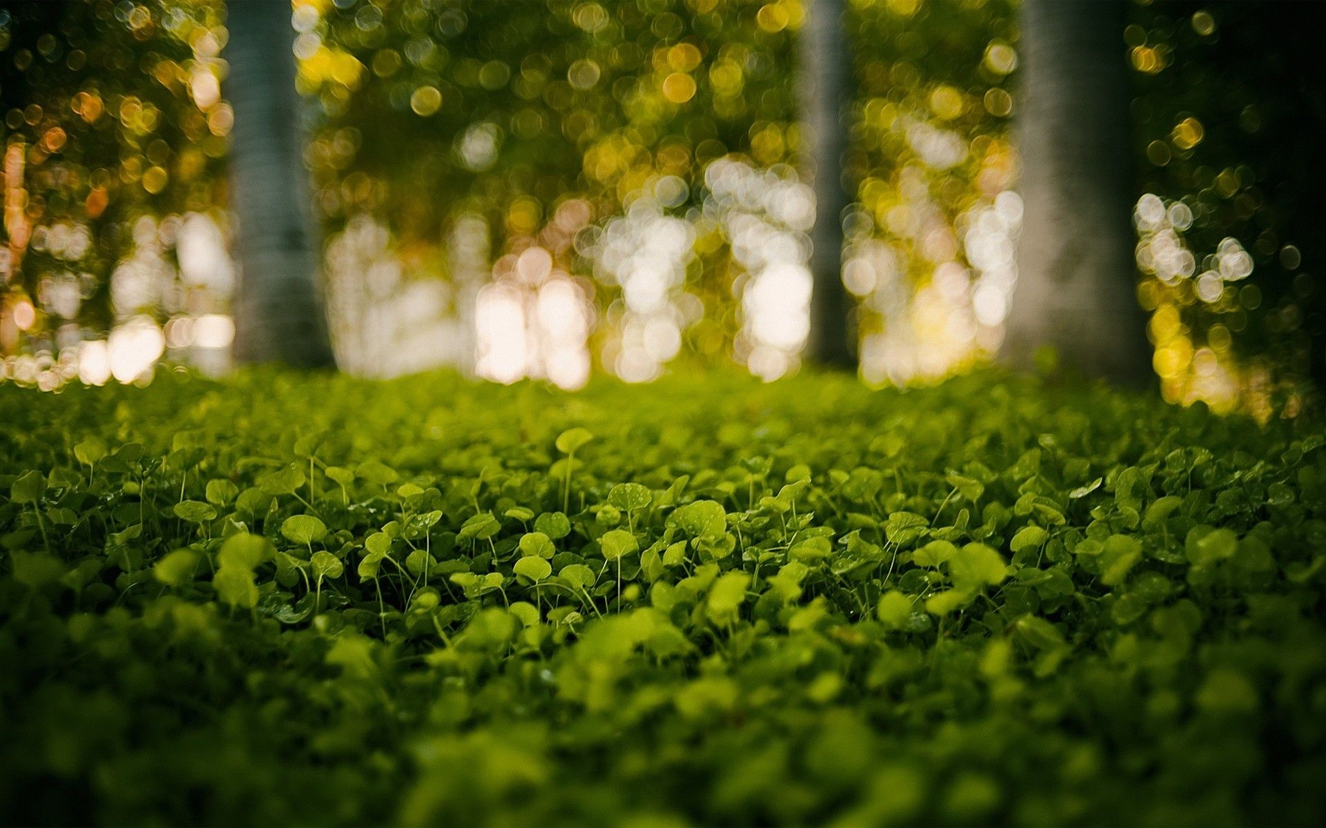 Green nature grass bokeh blurred background wallpaperx1200